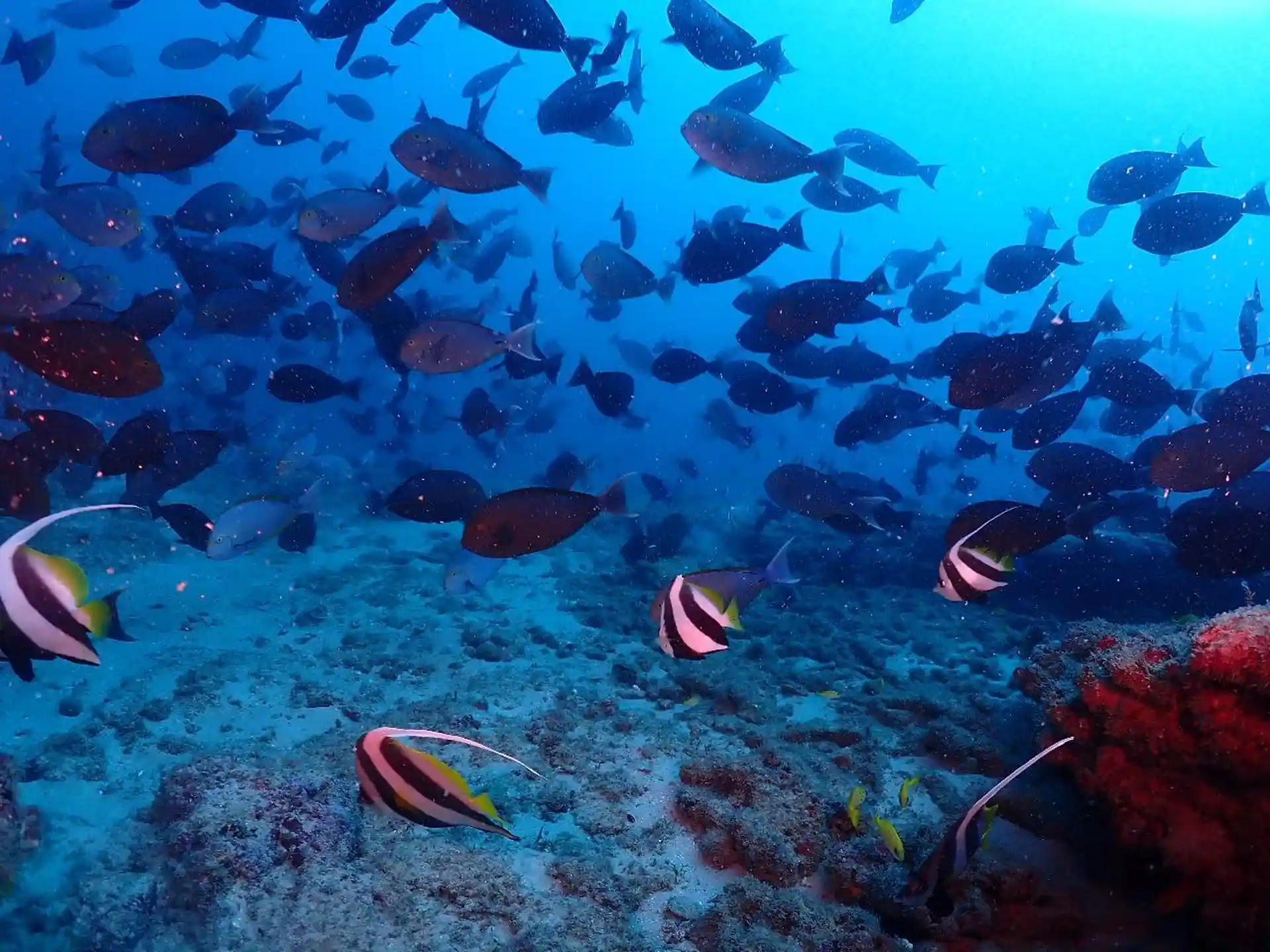 Dive site photo