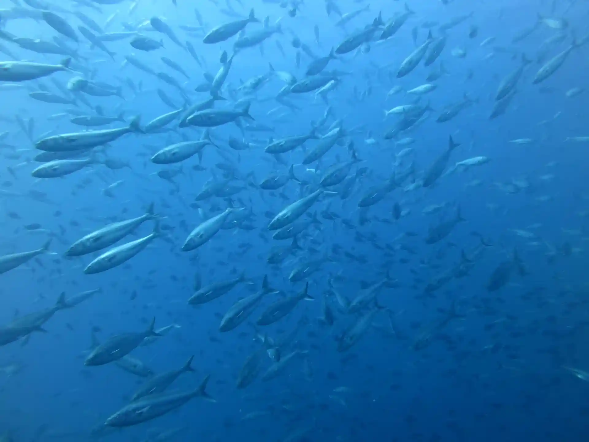 Dive site photo