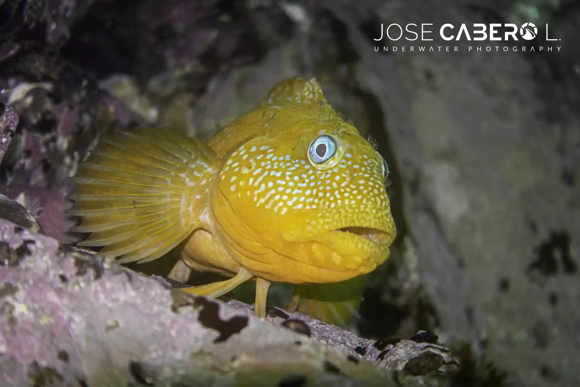 Foto del sitio de buceo