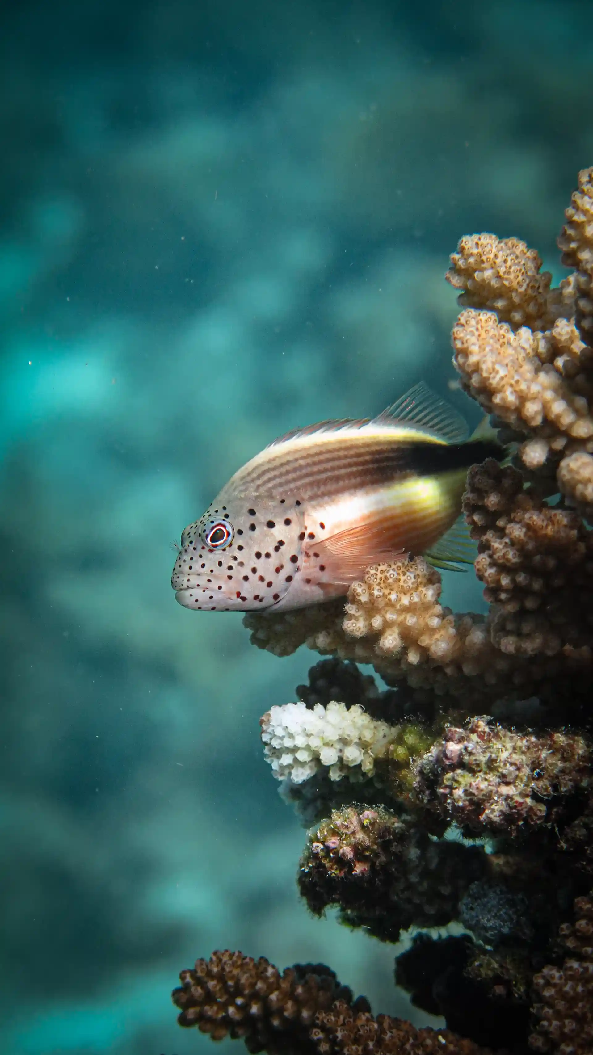 Dive shop photo