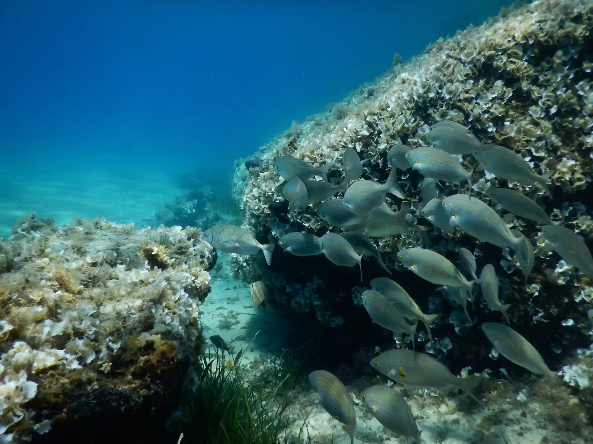 Salpa with rocky reef.