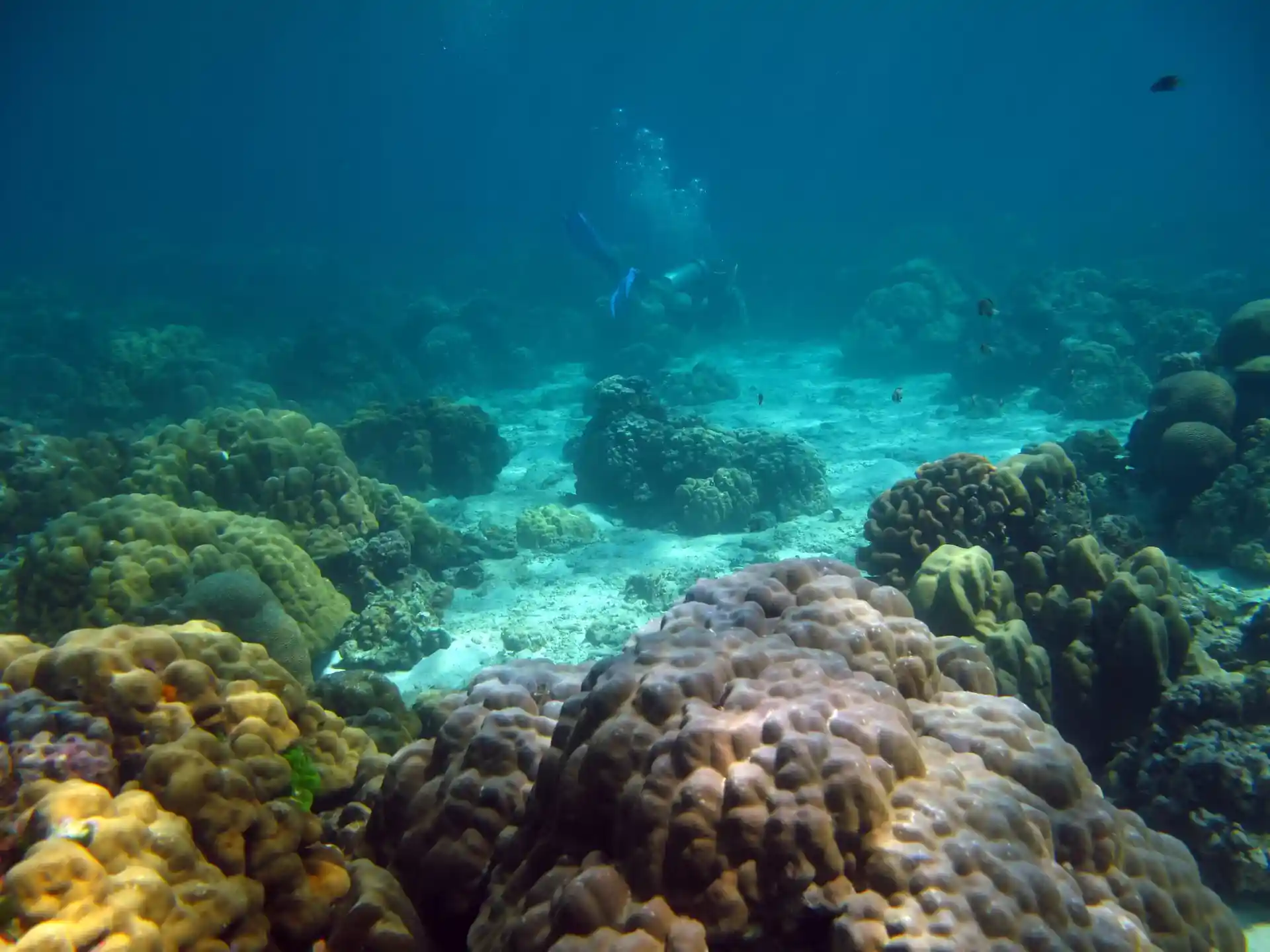 ダイビングサイトの写真