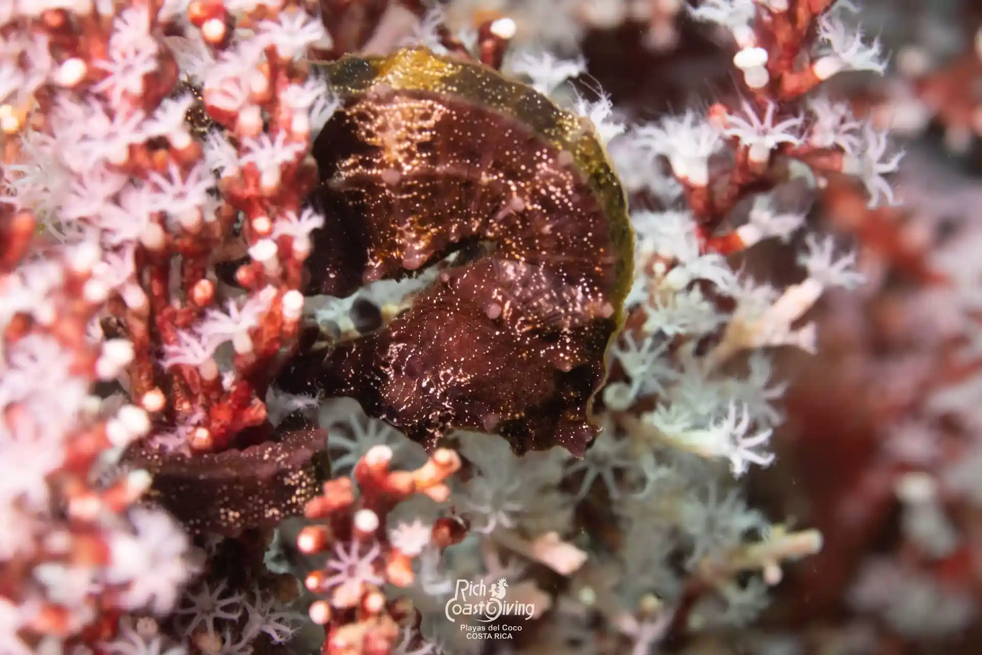 Dive site photo