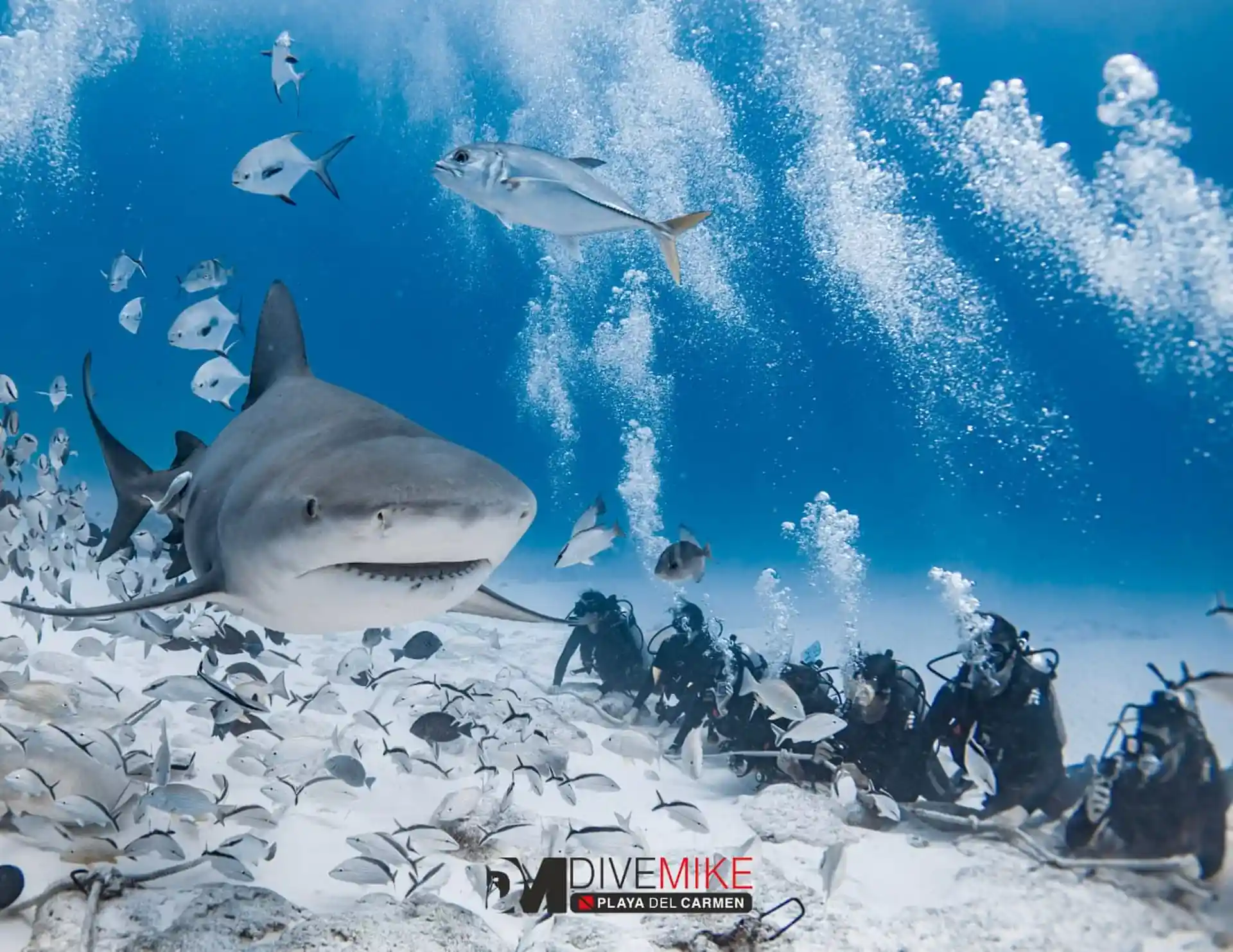 Dive site photo