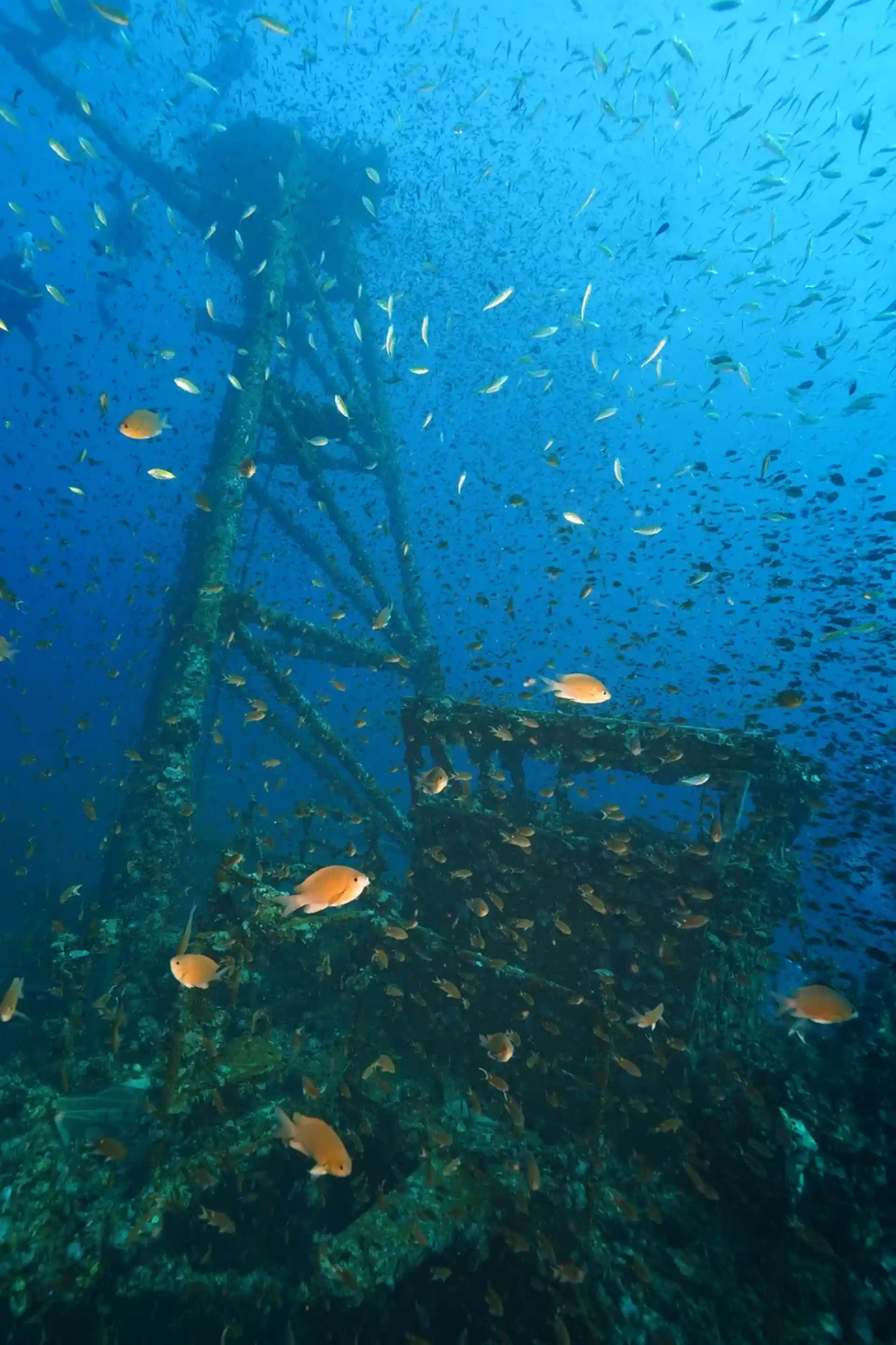 ダイビングサイトの写真