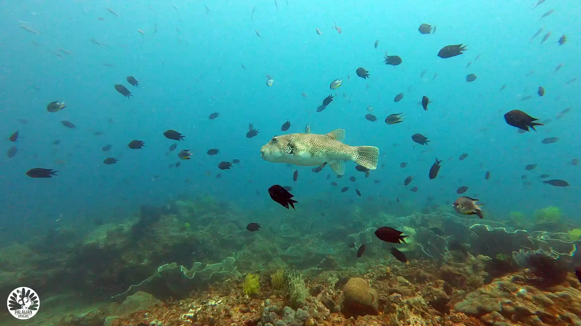 Pufferfish - El Nido - Palawan