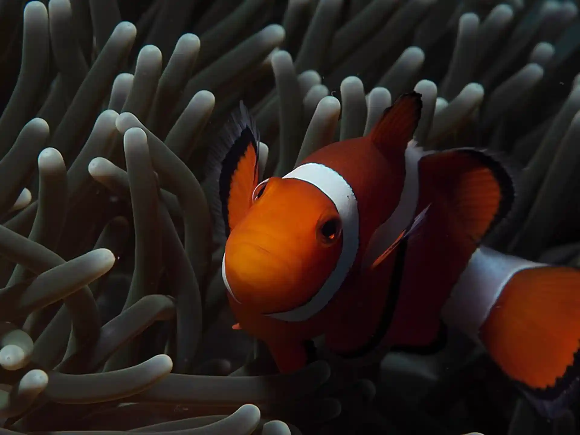 Dive site photo
