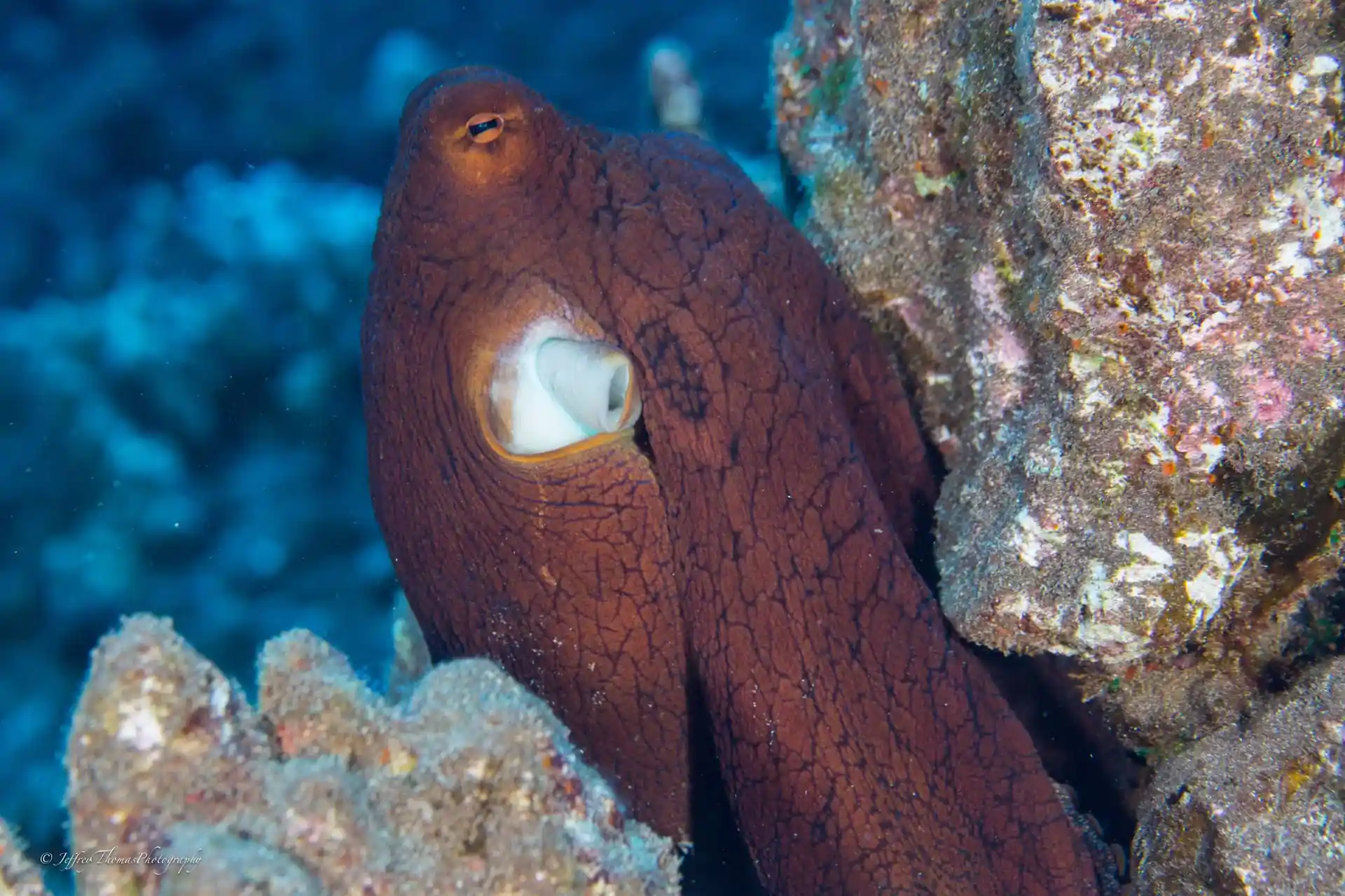 Dive site photo