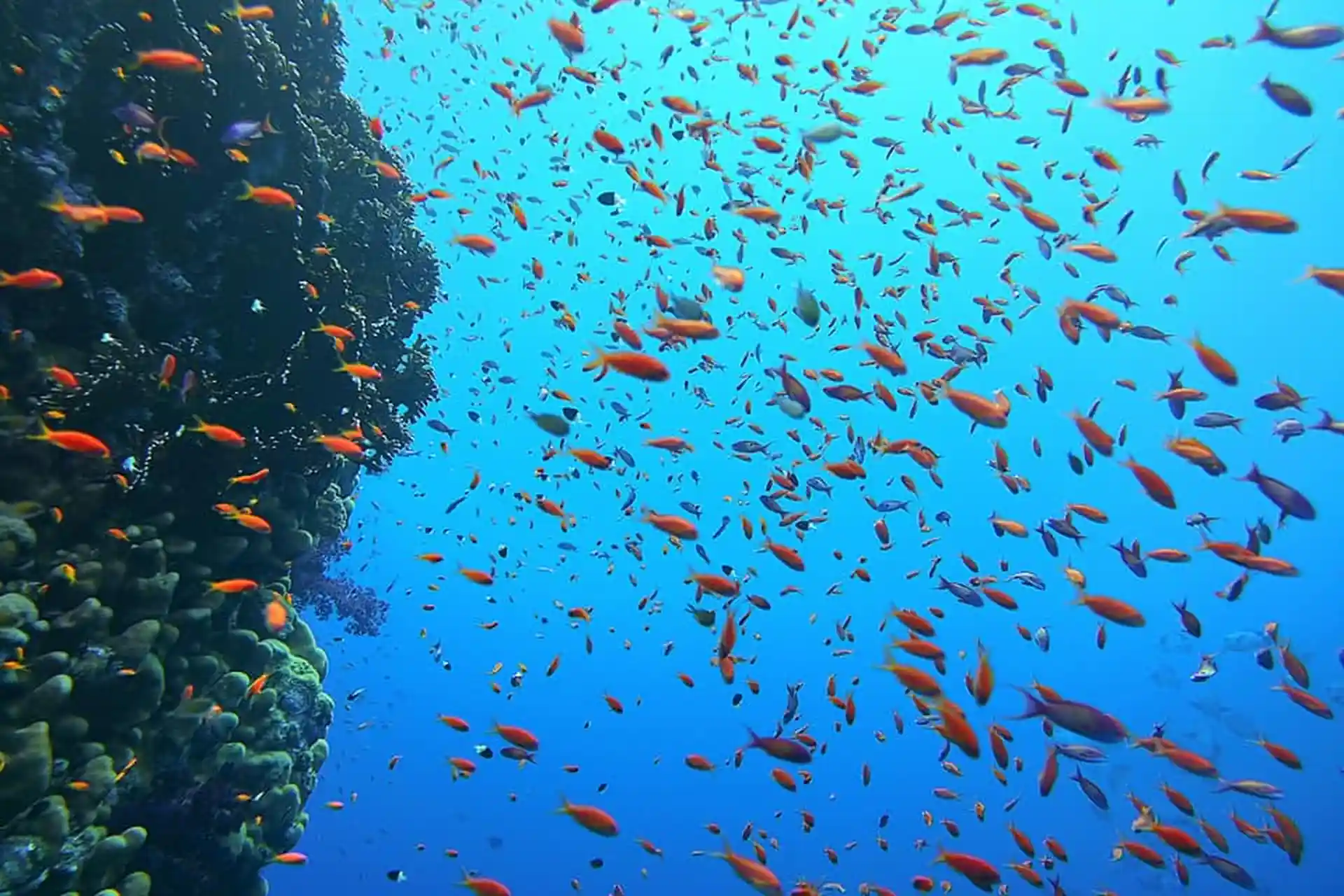 Dive shop photo