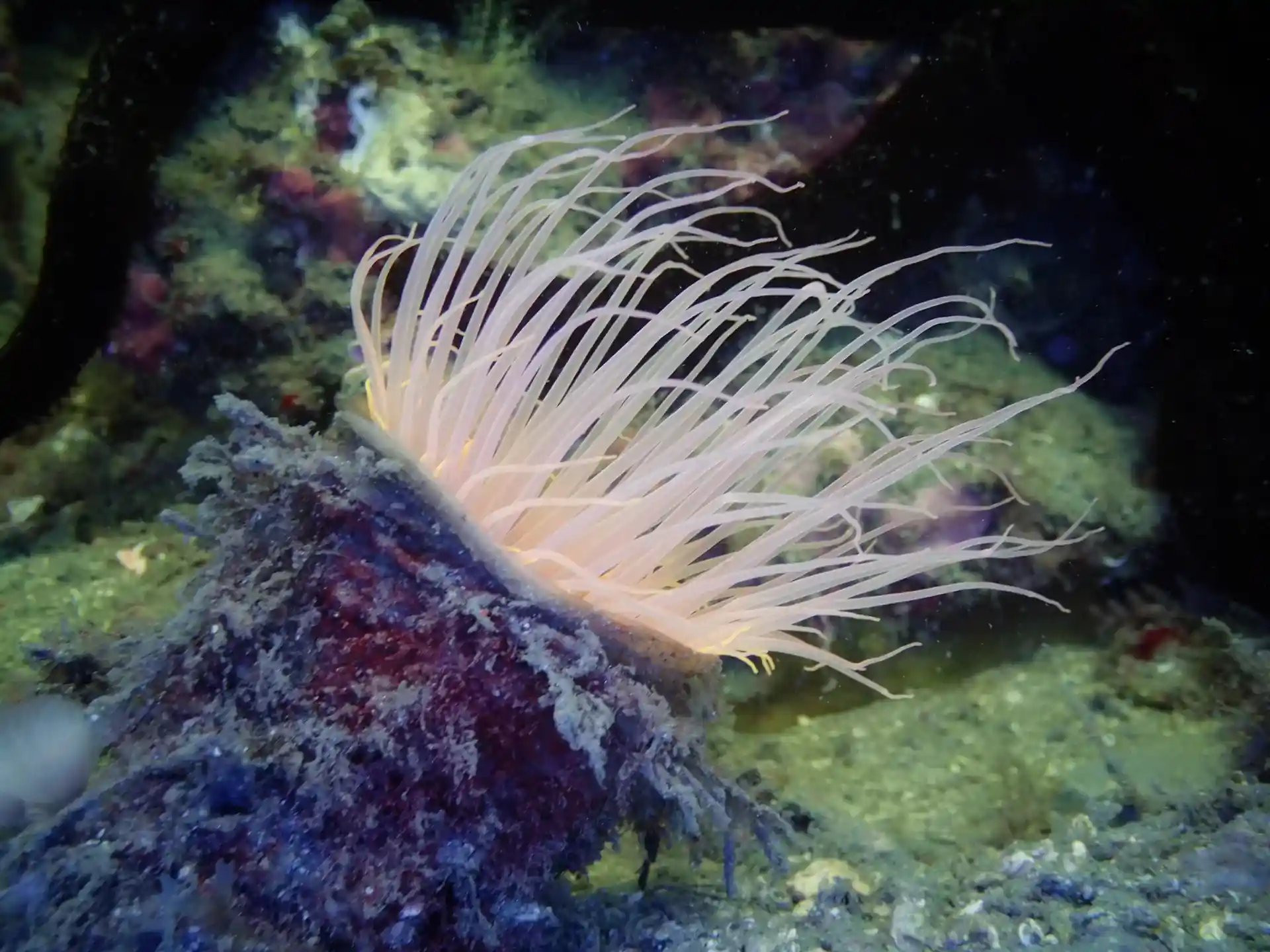 Foto van de duiklocatie