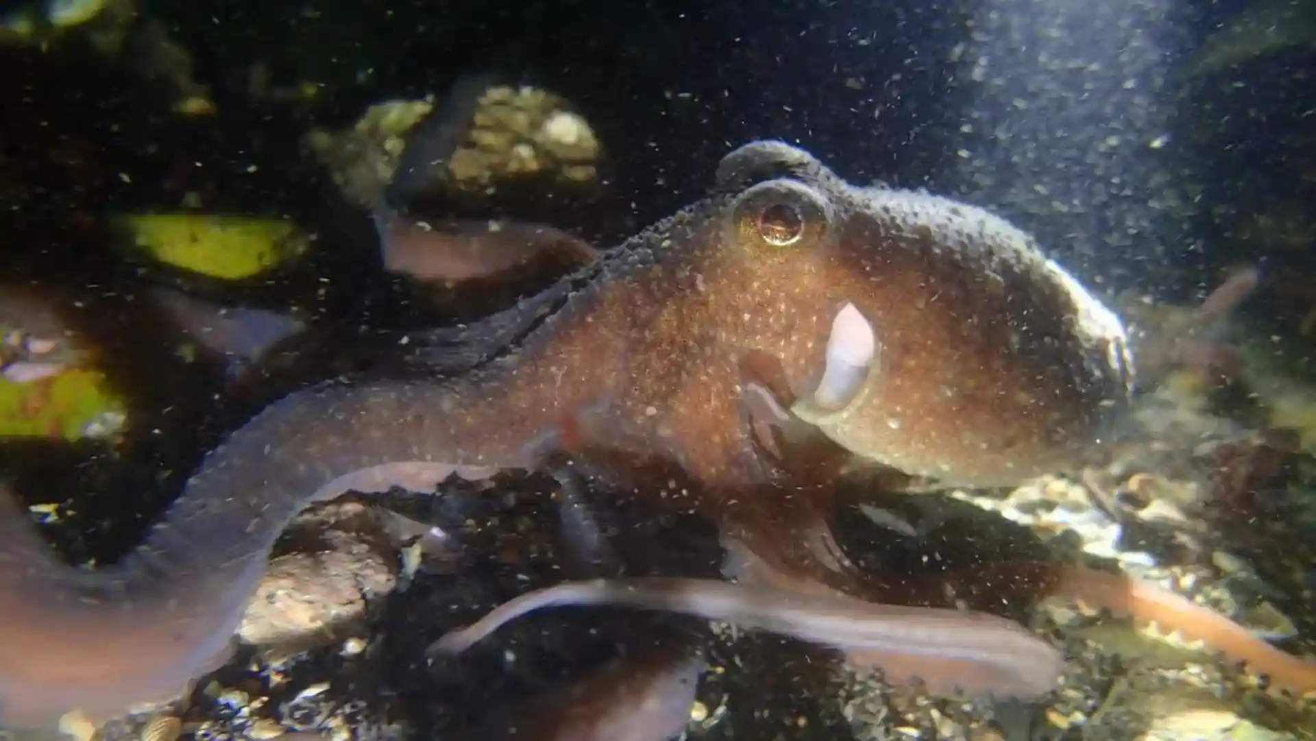 Dive shop photo