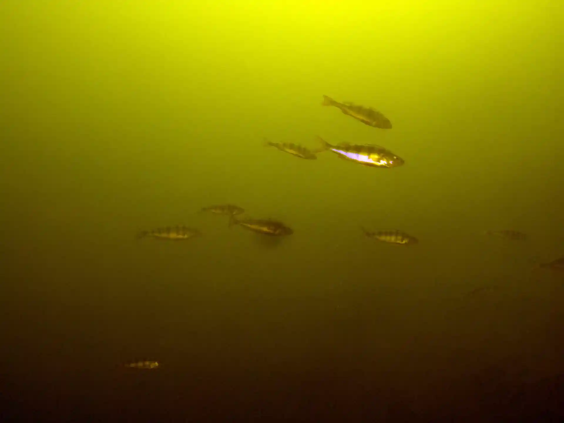 Dive site photo