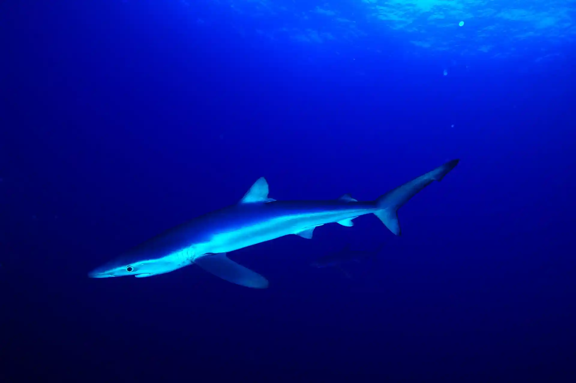Dive site photo