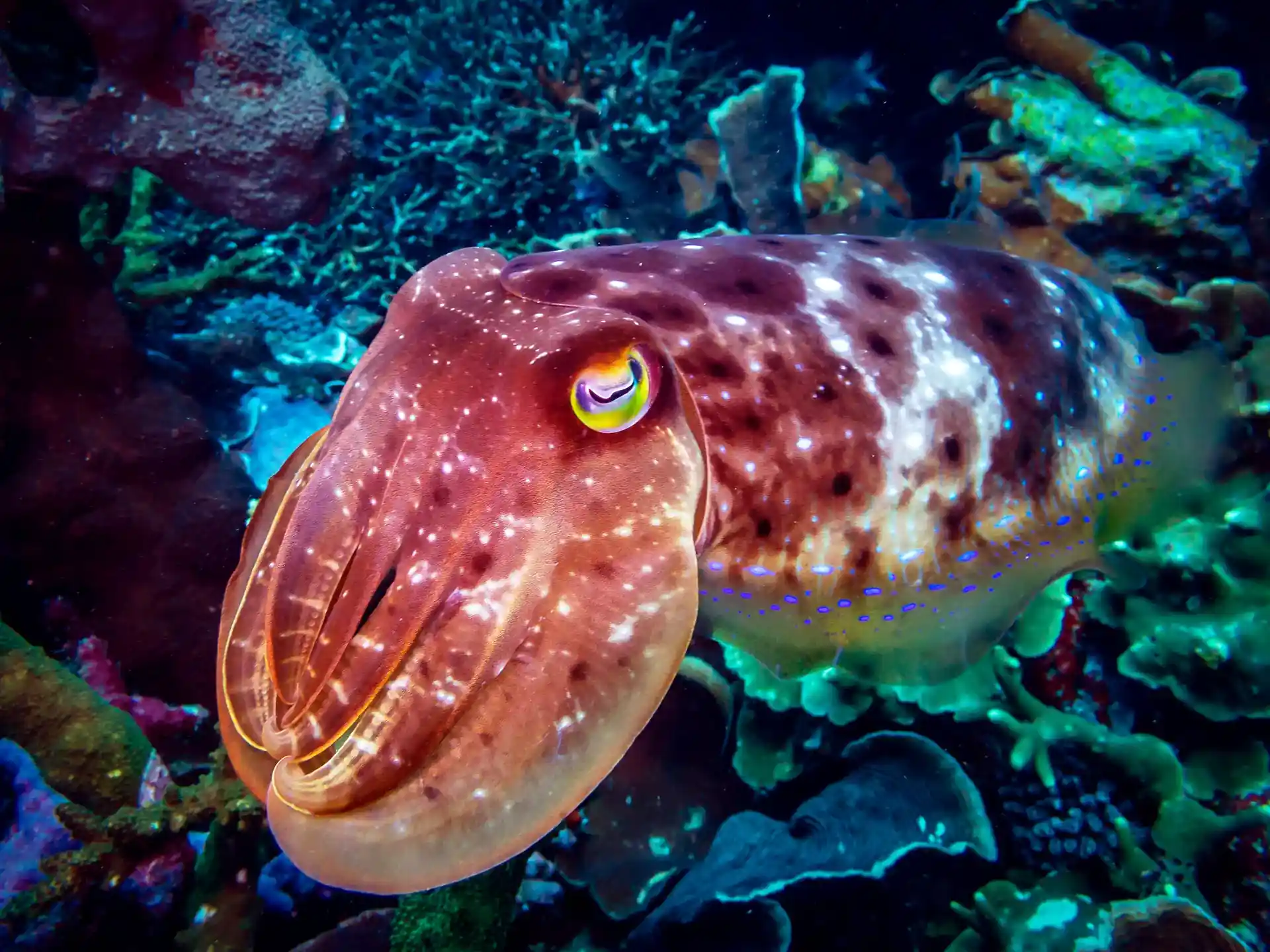 Photo du site de plongée