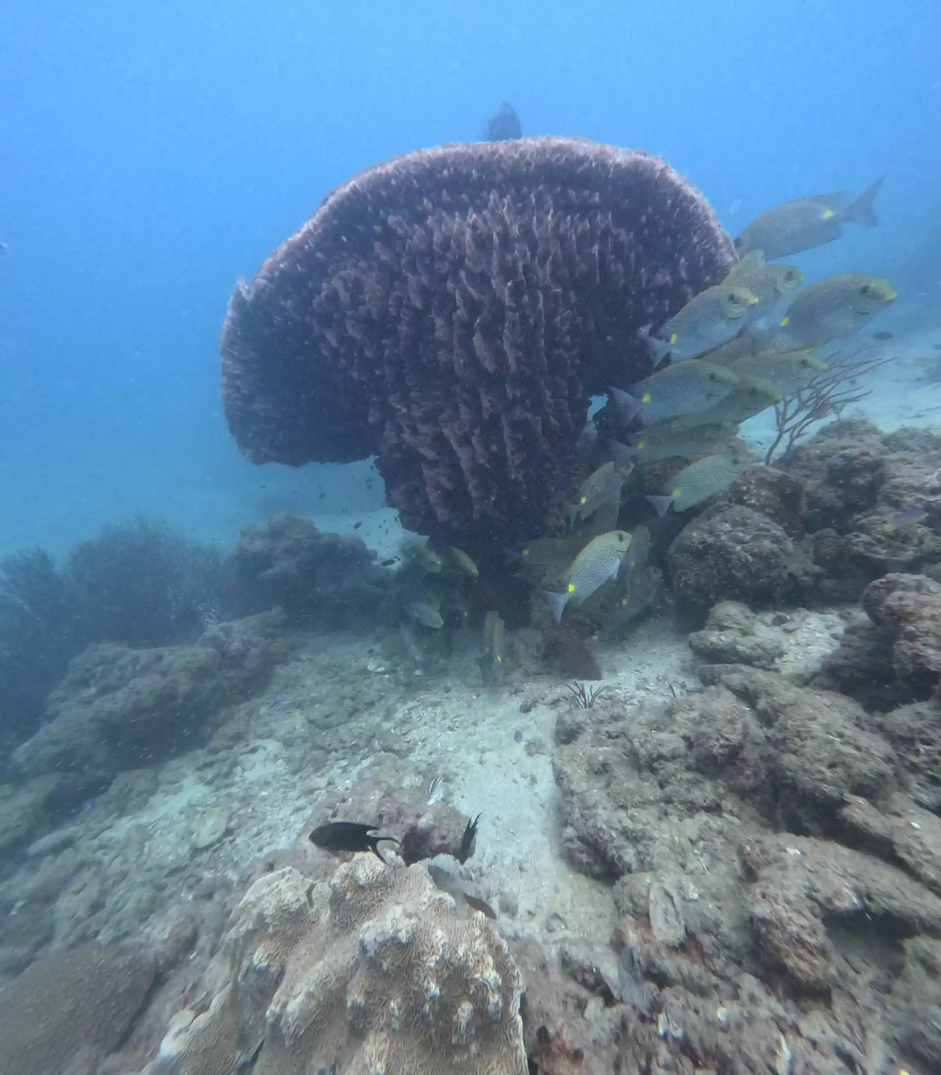 Dive shop photo