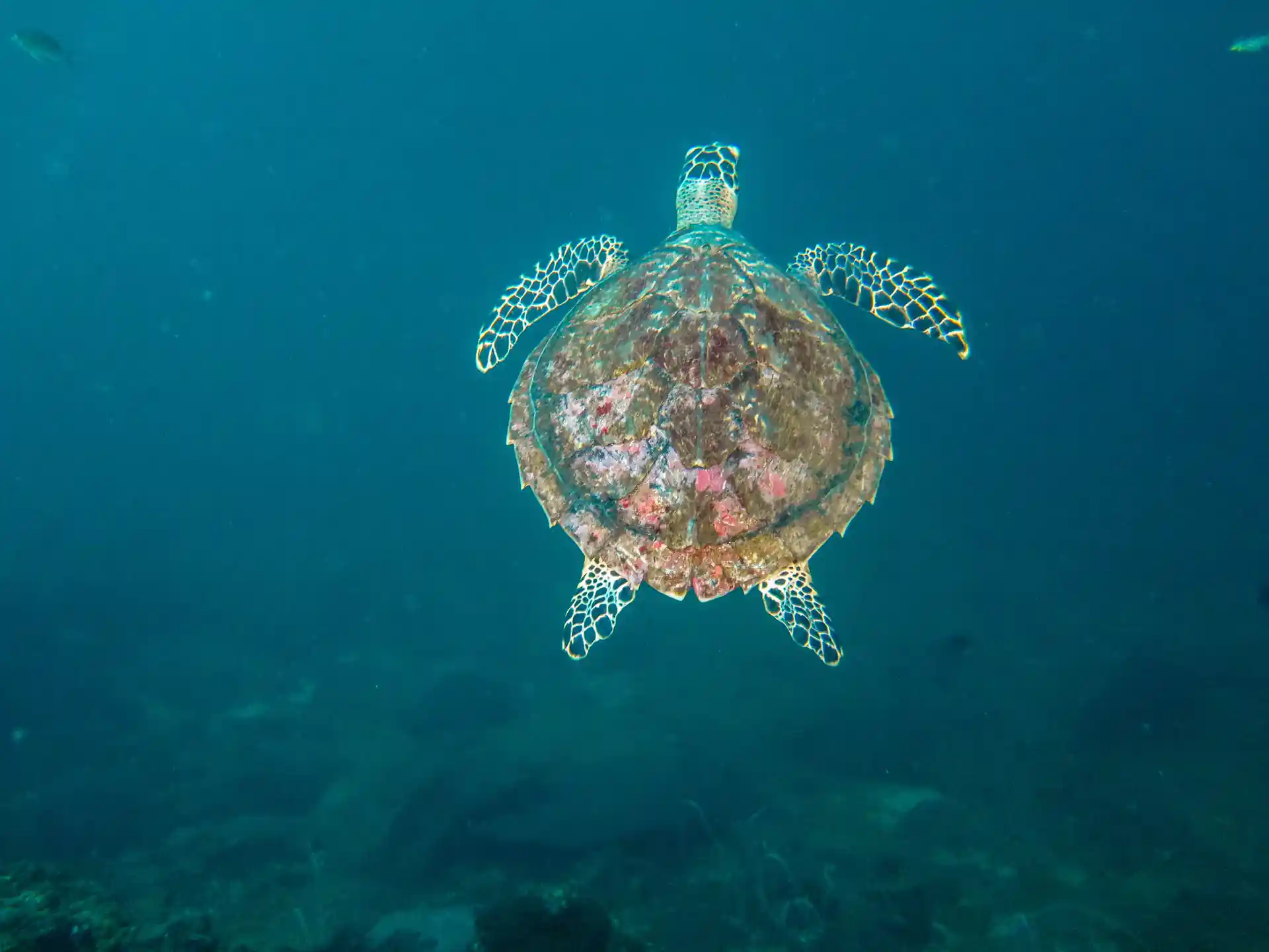 Amazing marine life!