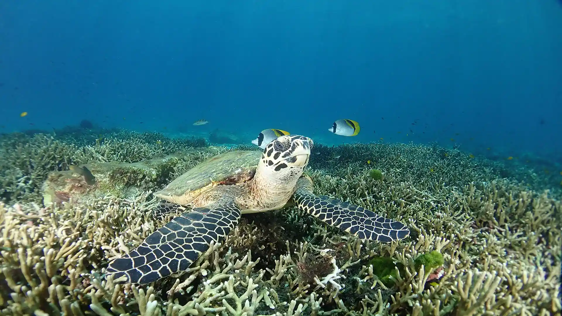 Dive site photo
