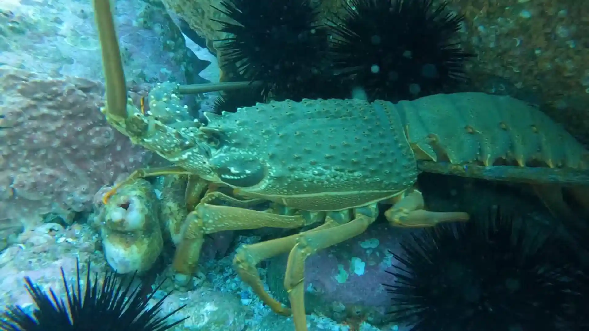Dive site photo