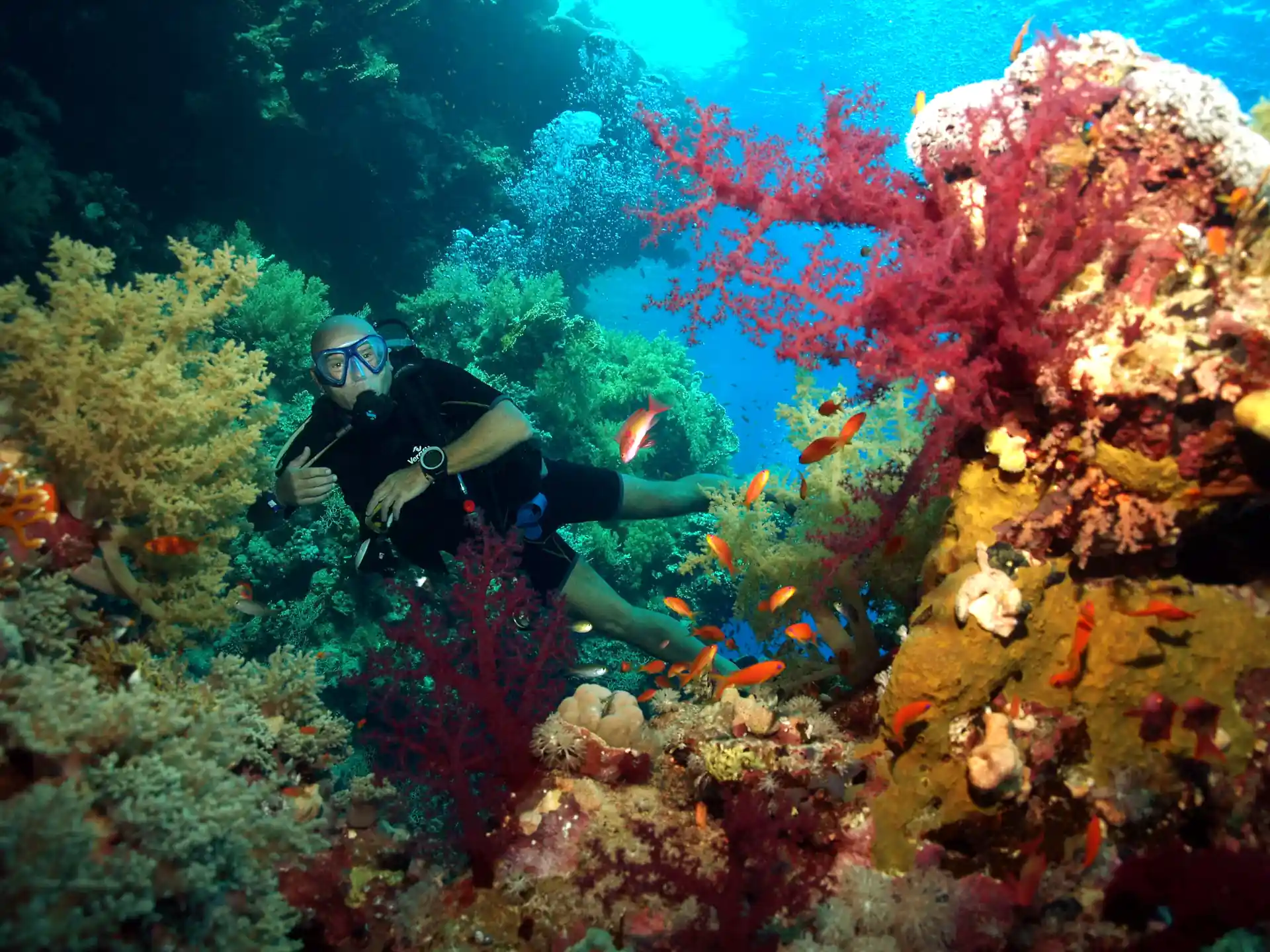 Erstaunliche Weichkorallen am Roten Meer