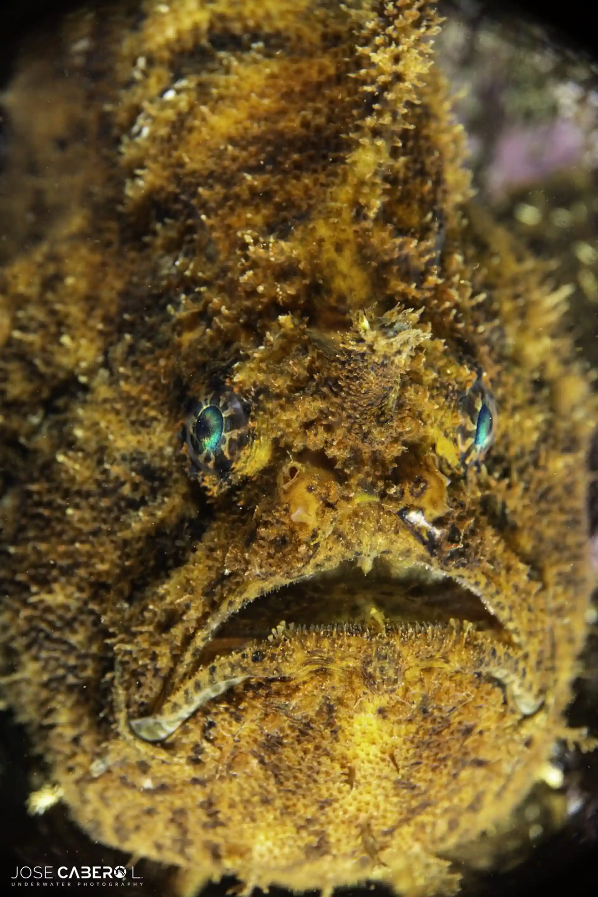 Photo du site de plongée