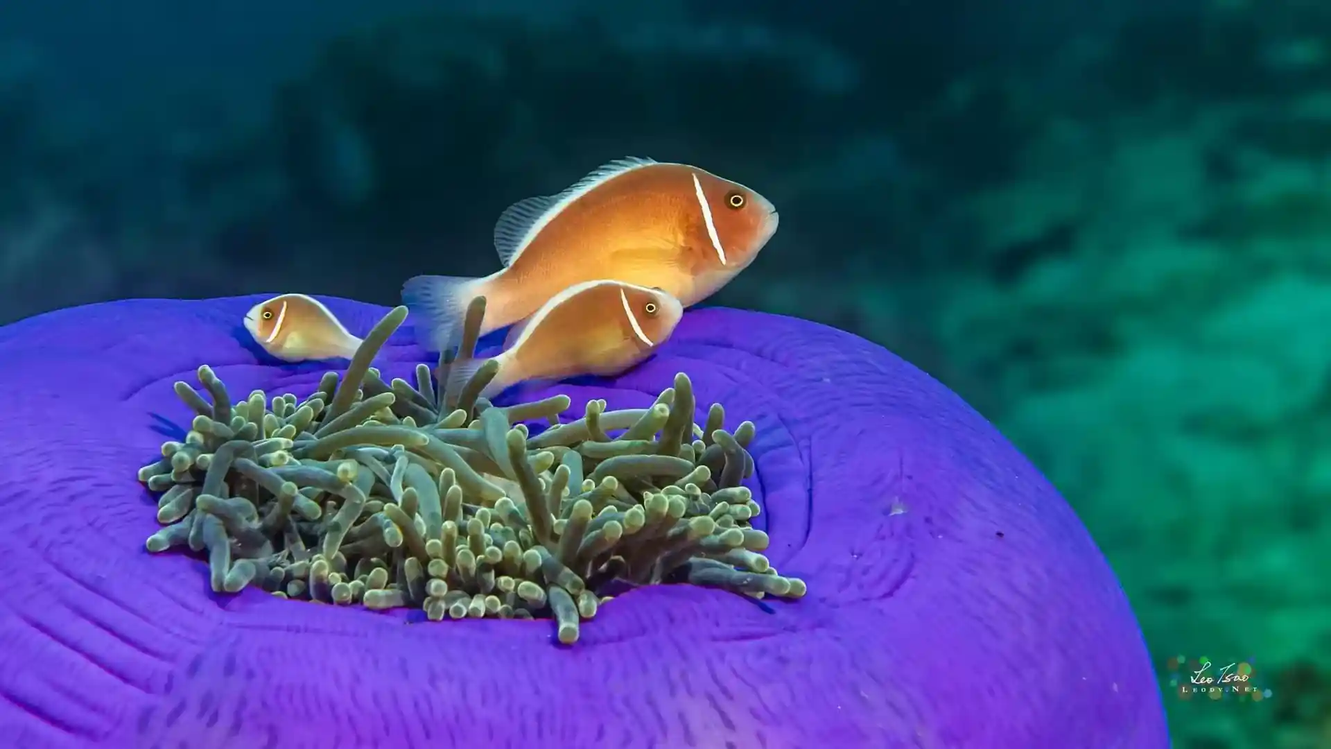 Underwater Photographer : Leo Tsao 曹杰