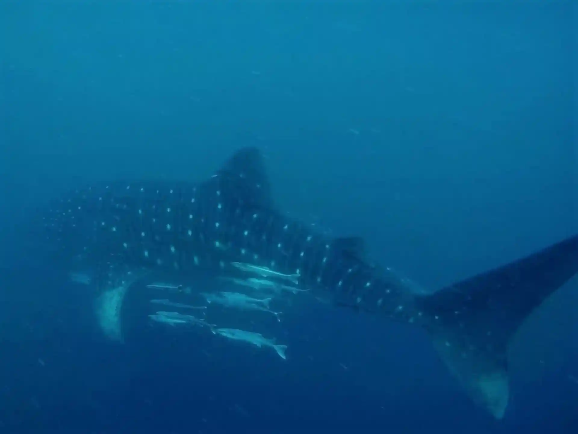 Foto de la actividad