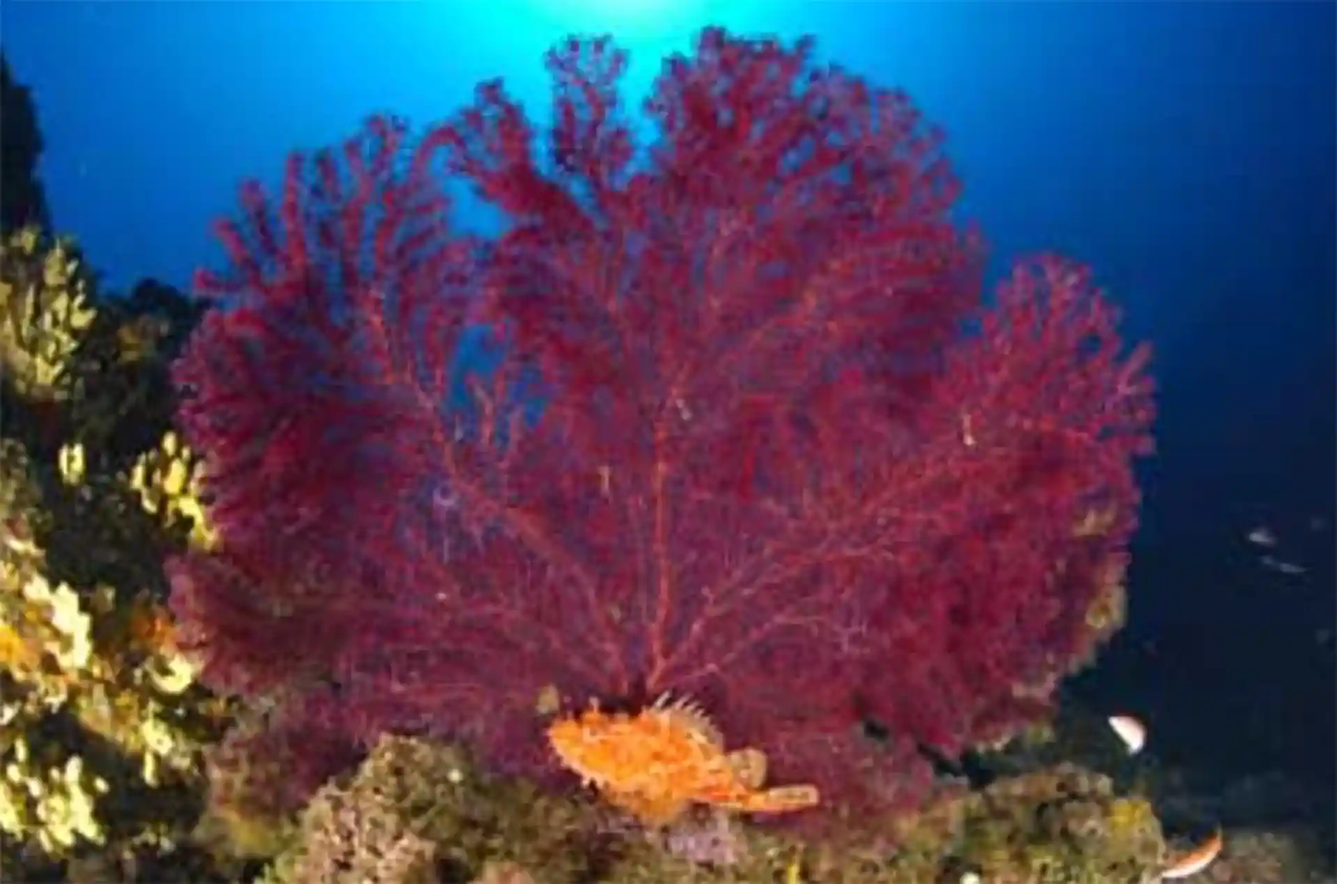 Dive site photo