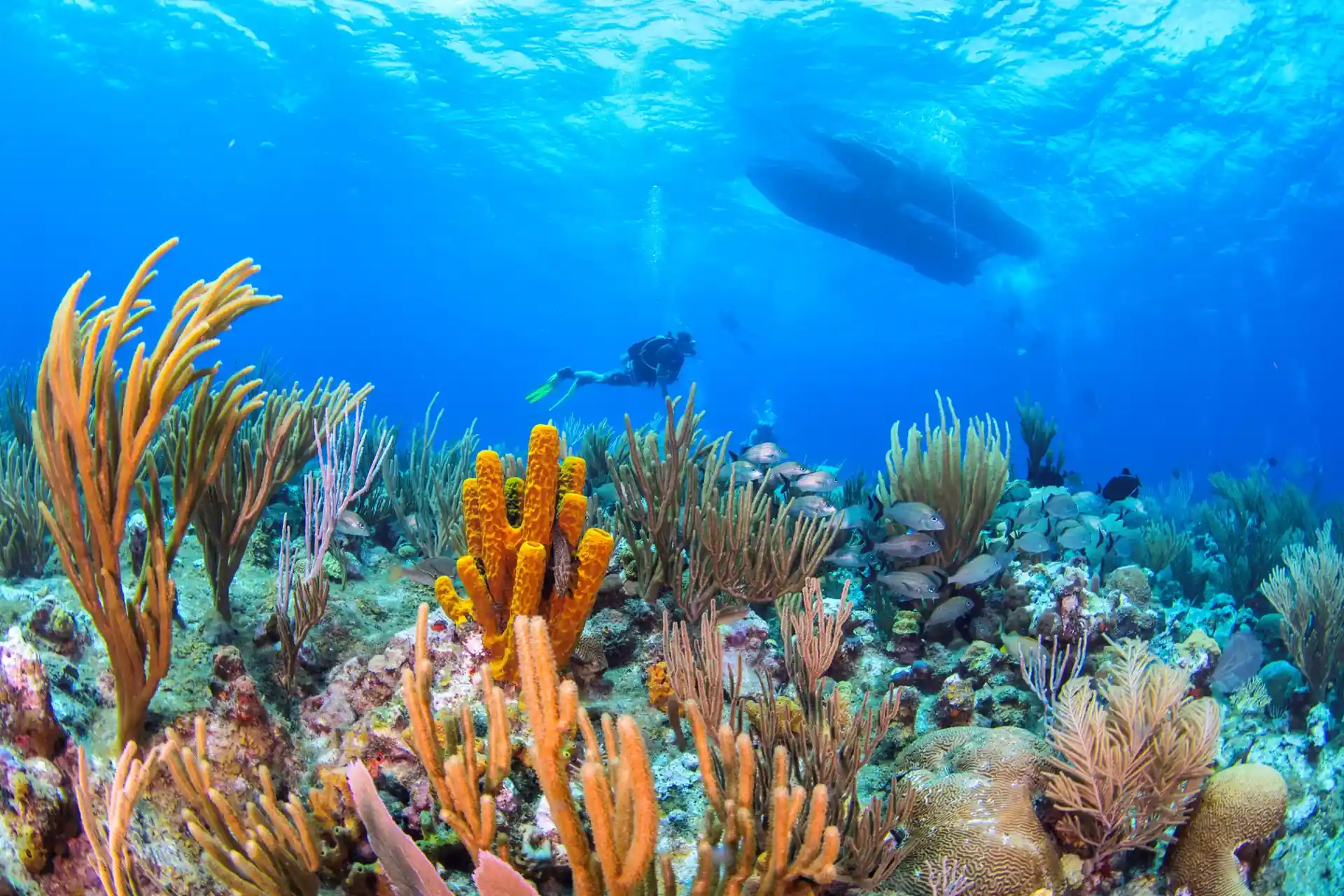 Dive site photo