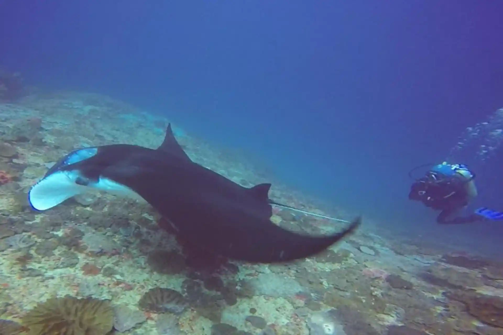 Tauchen mit dem majestätischen Mantarochen in Manta Point.