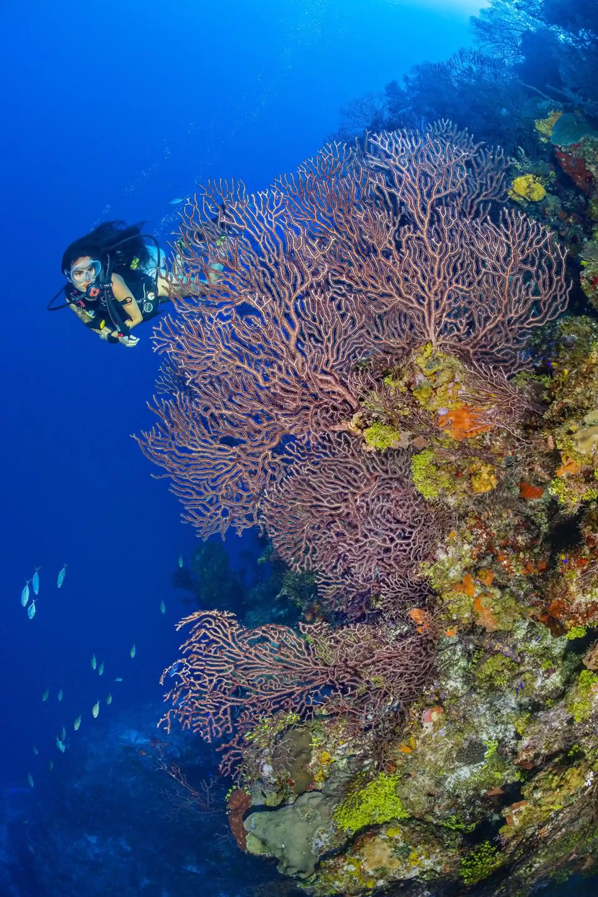 Dive site photo