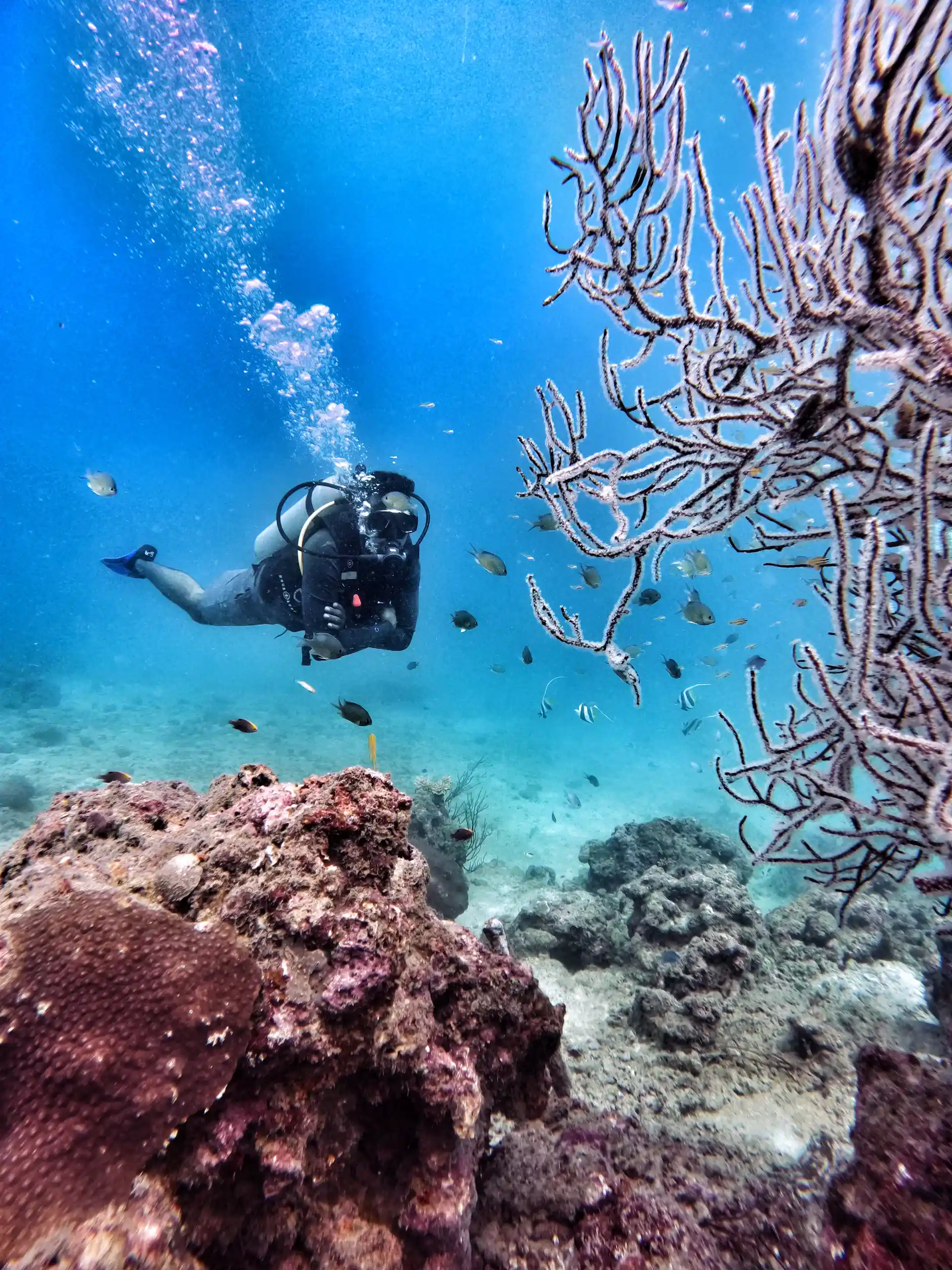 Diver at Slope, dive site off Havelock, Andaman Islands, India