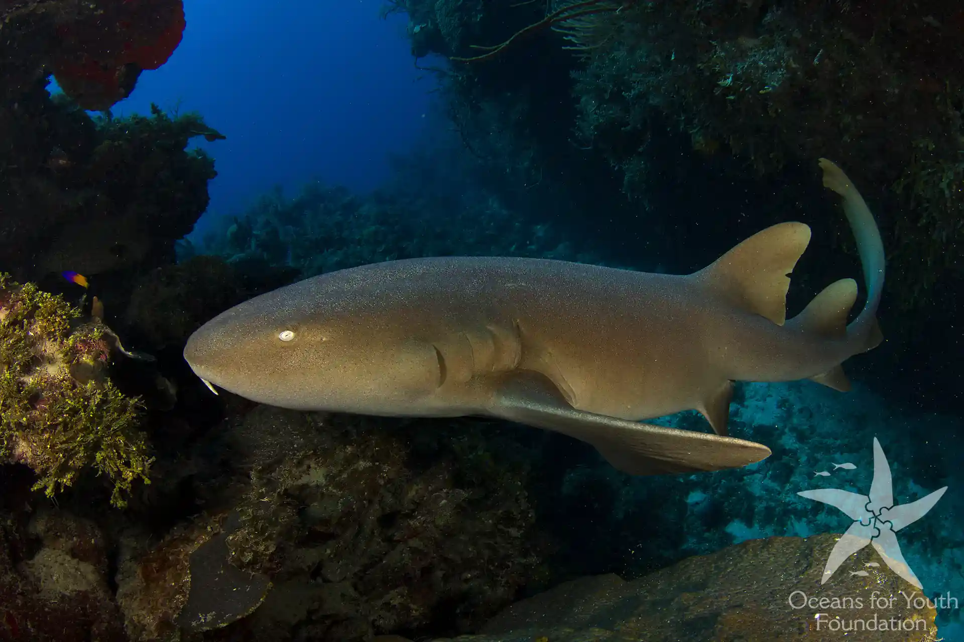 Dive shop photo