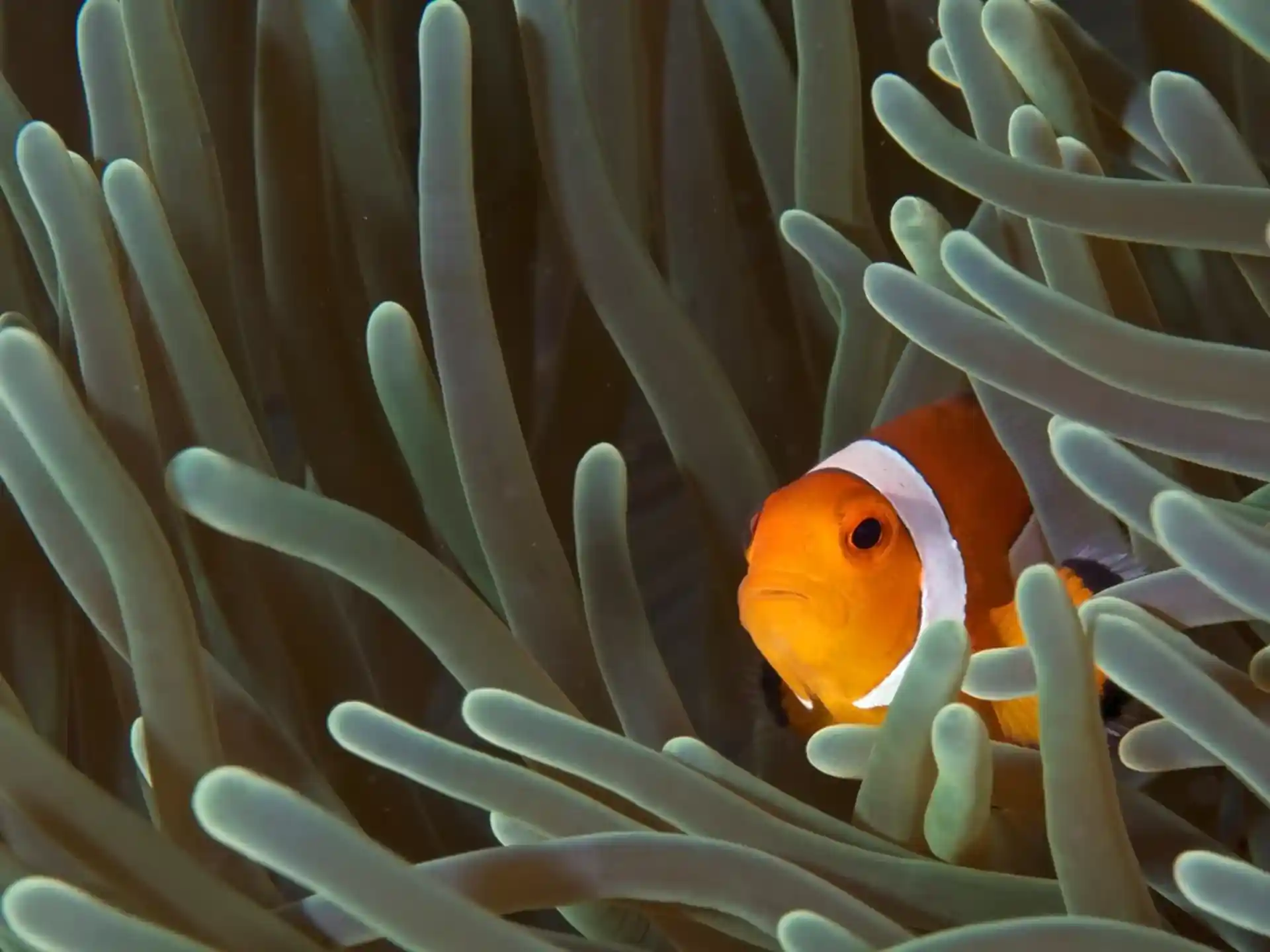 Dive site photo