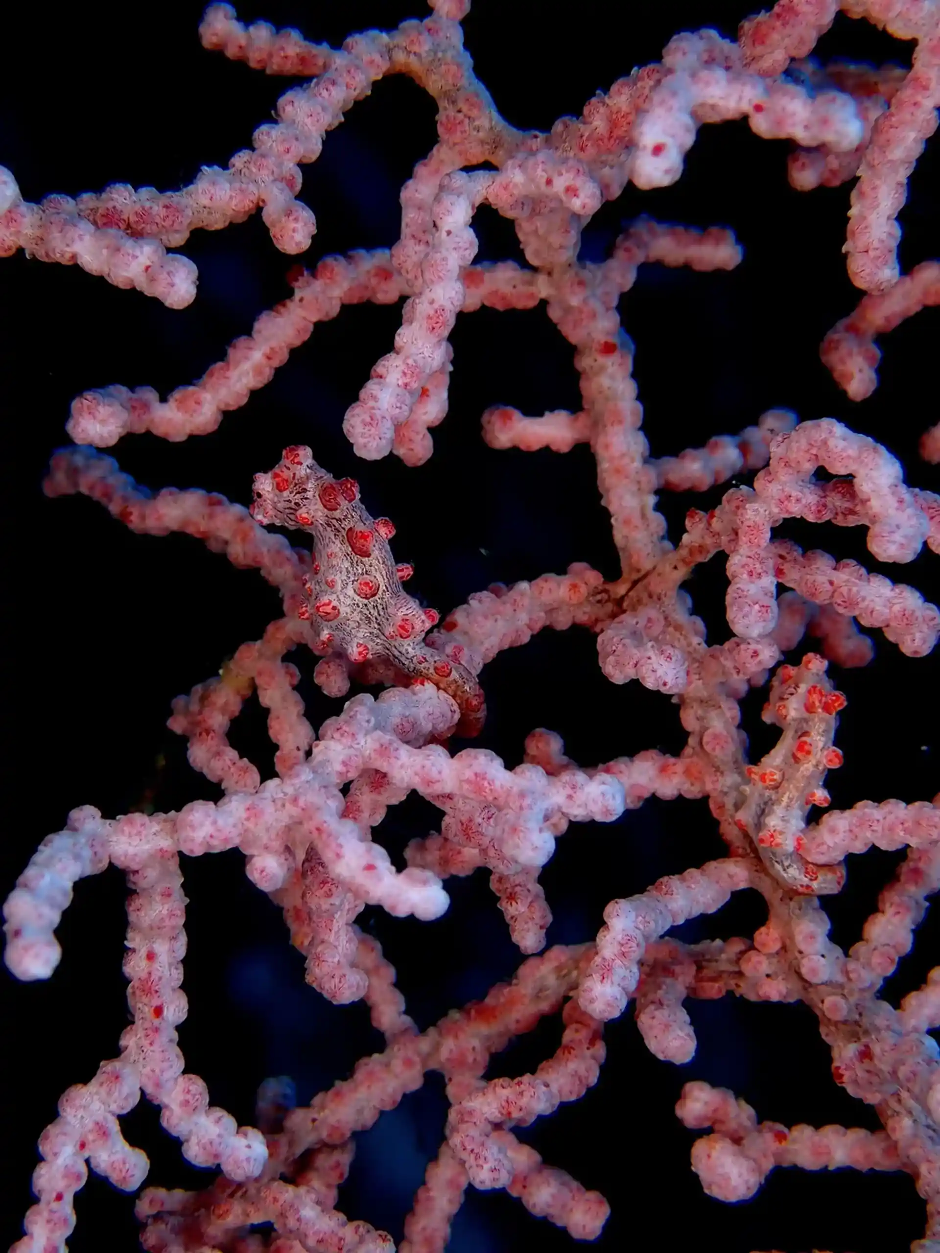Dive site photo