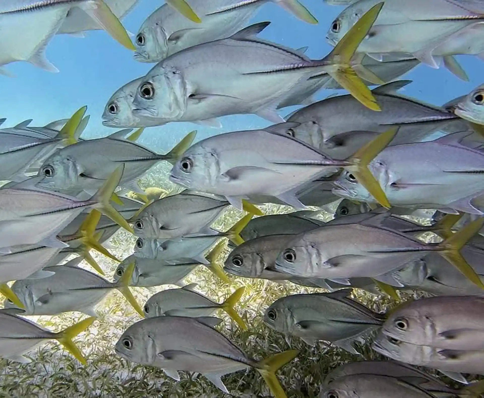 Dive site photo