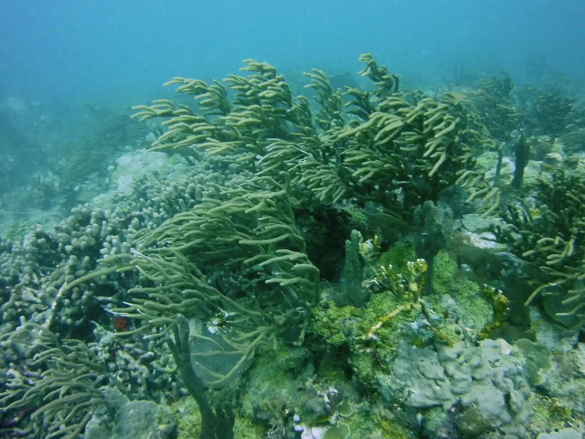 Dive site photo