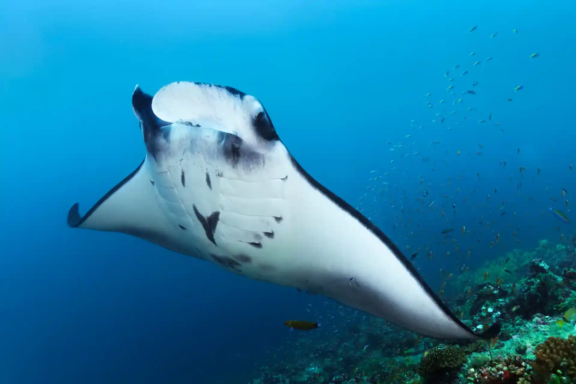 Dive shop photo