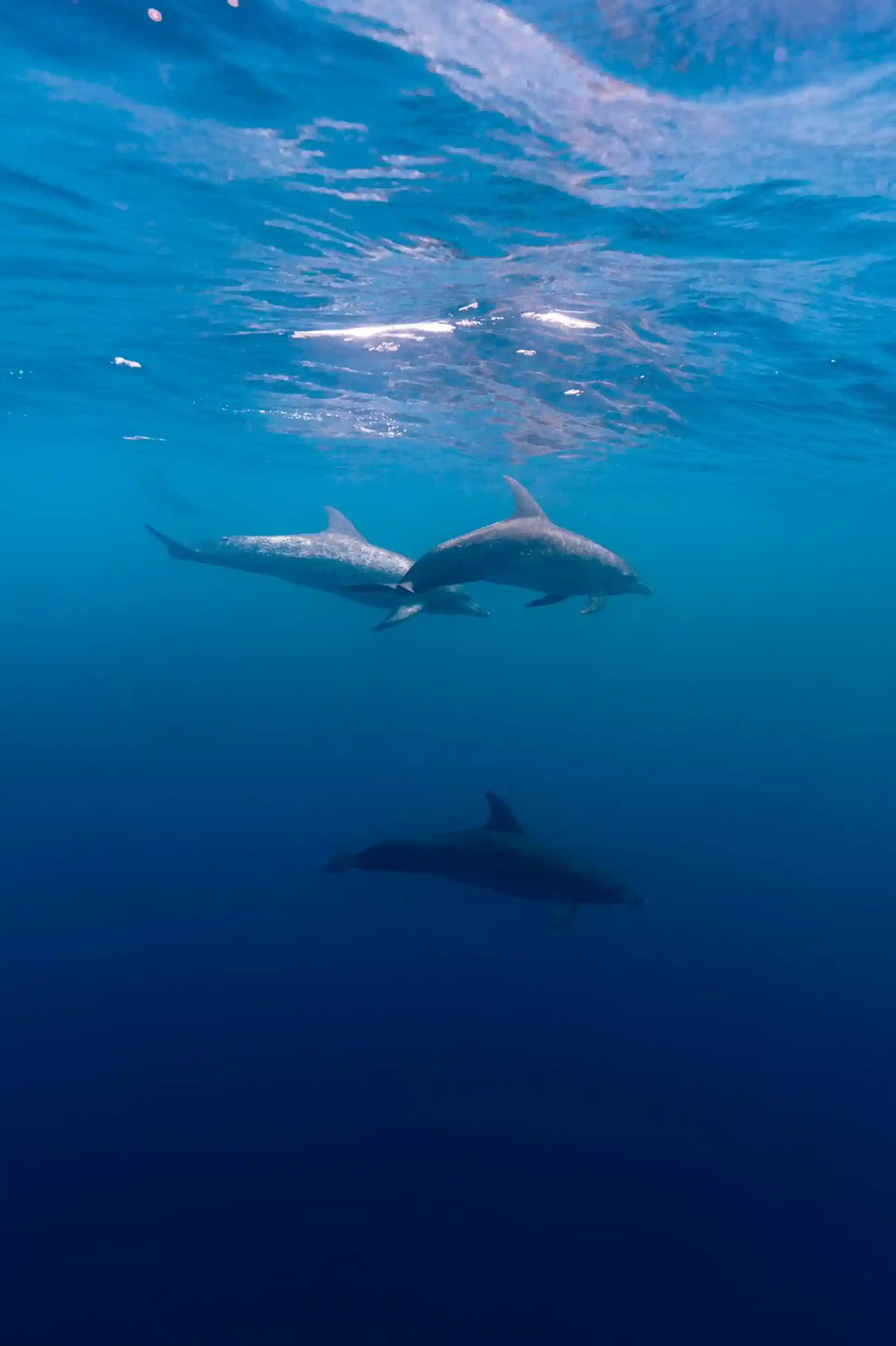 En el regreso a la isla desde bushnell, es común que nos acompañen delfines, en algunas ocasiones saltamos al agua con la careta y se nos acercan.