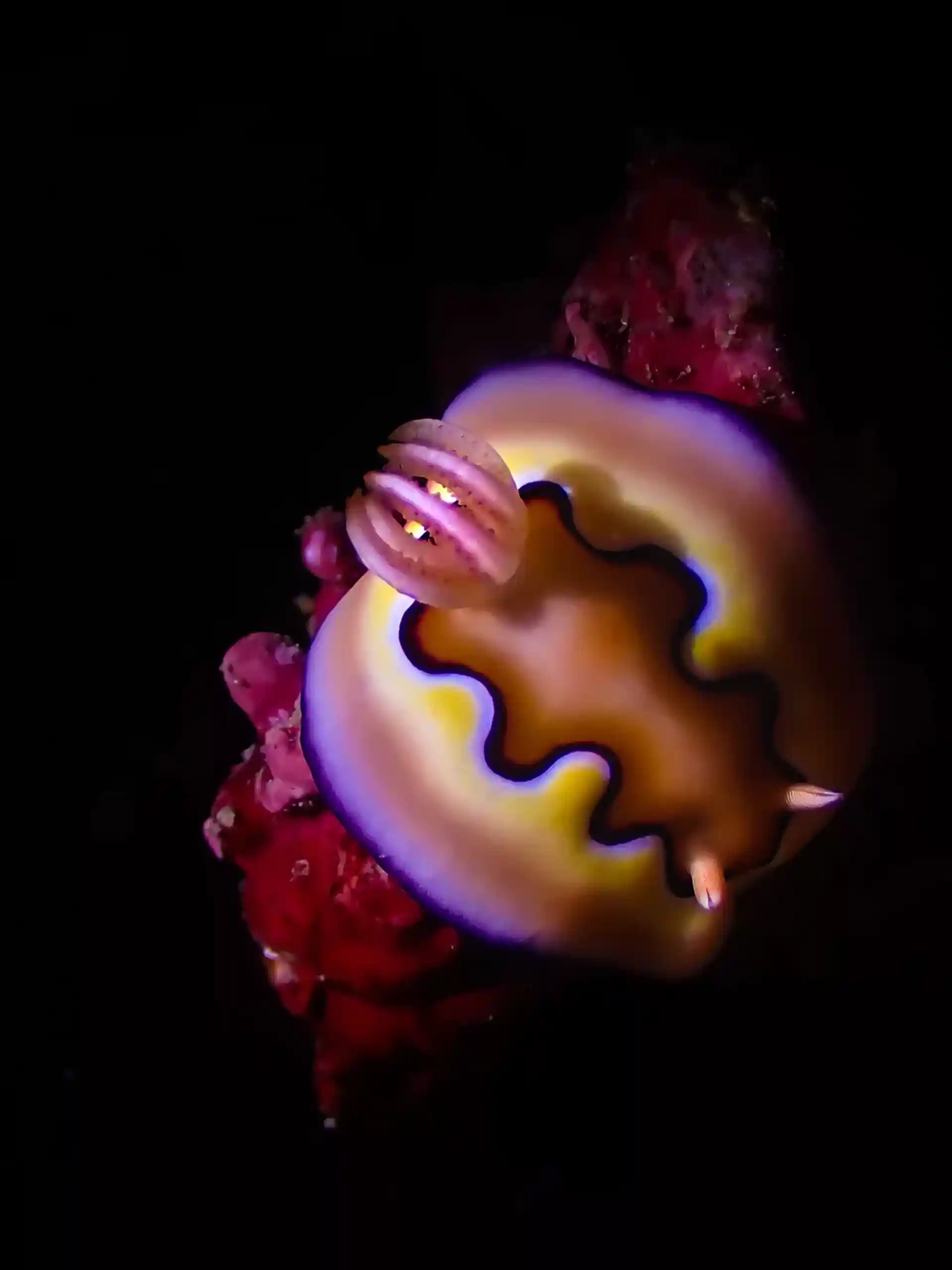 Photo du site de plongée