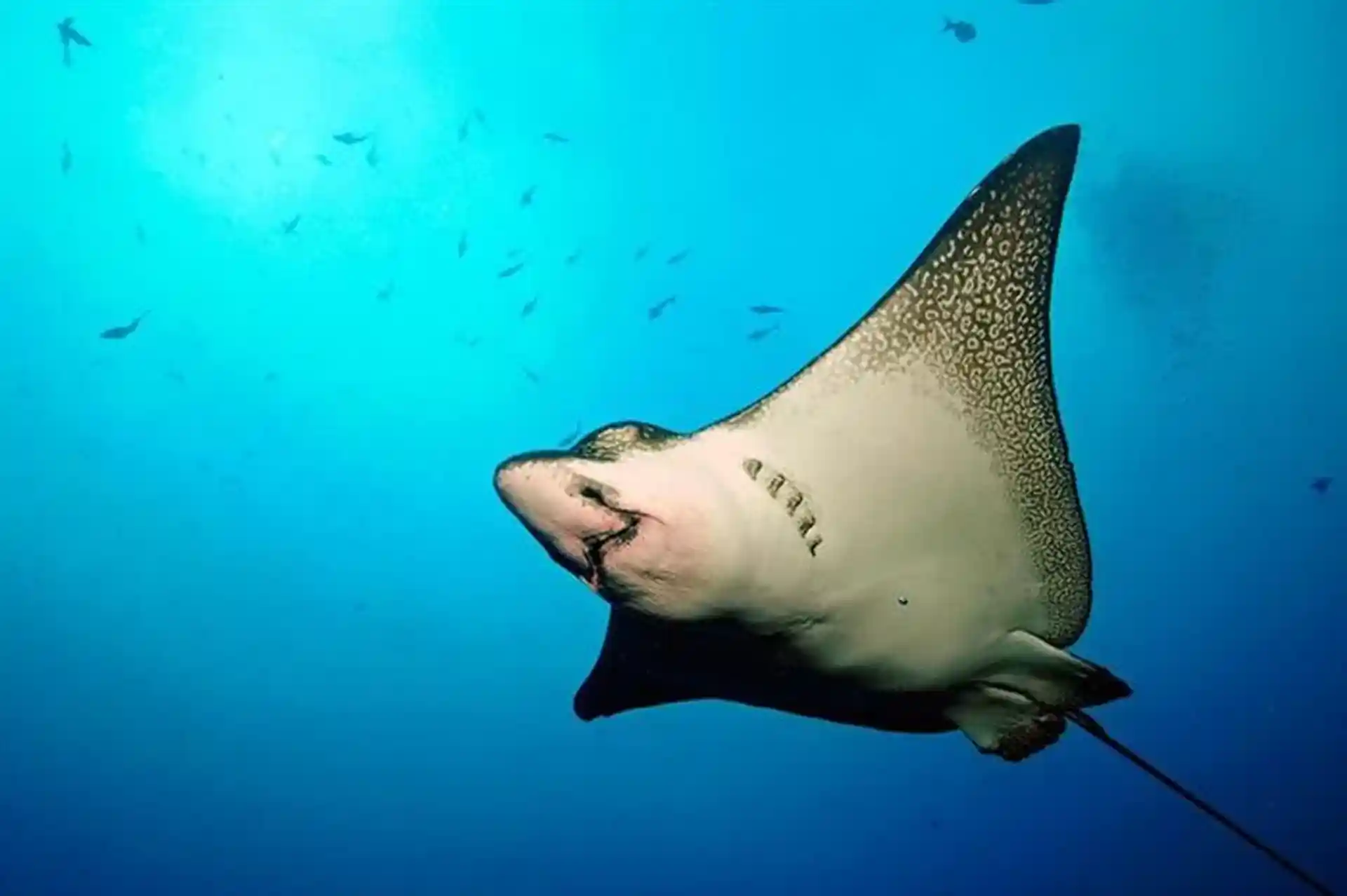 Dive shop photo