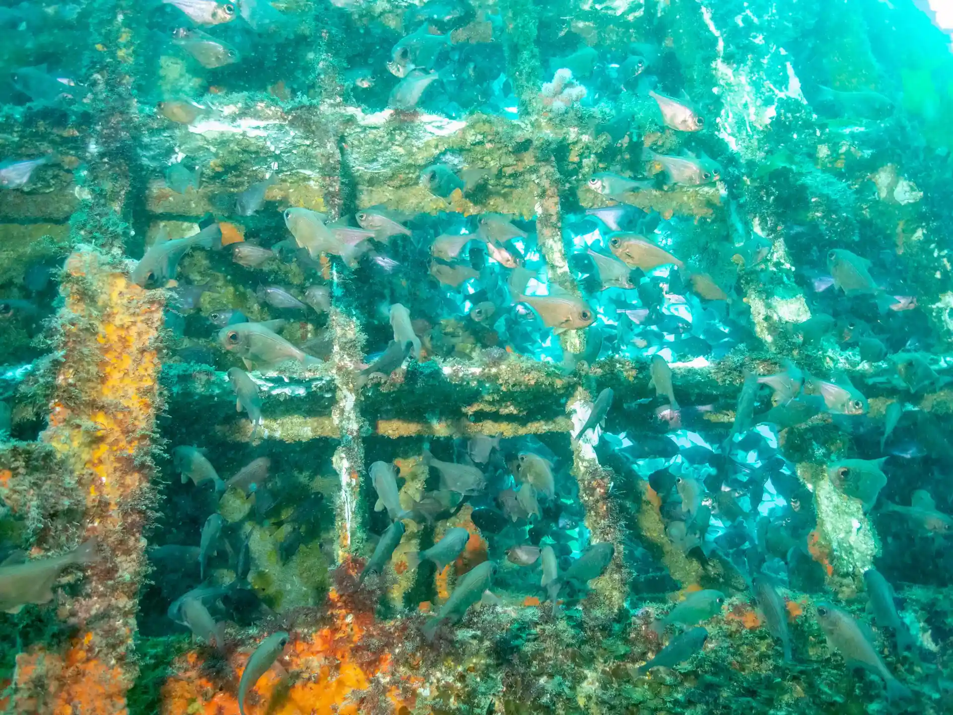 Dive site photo