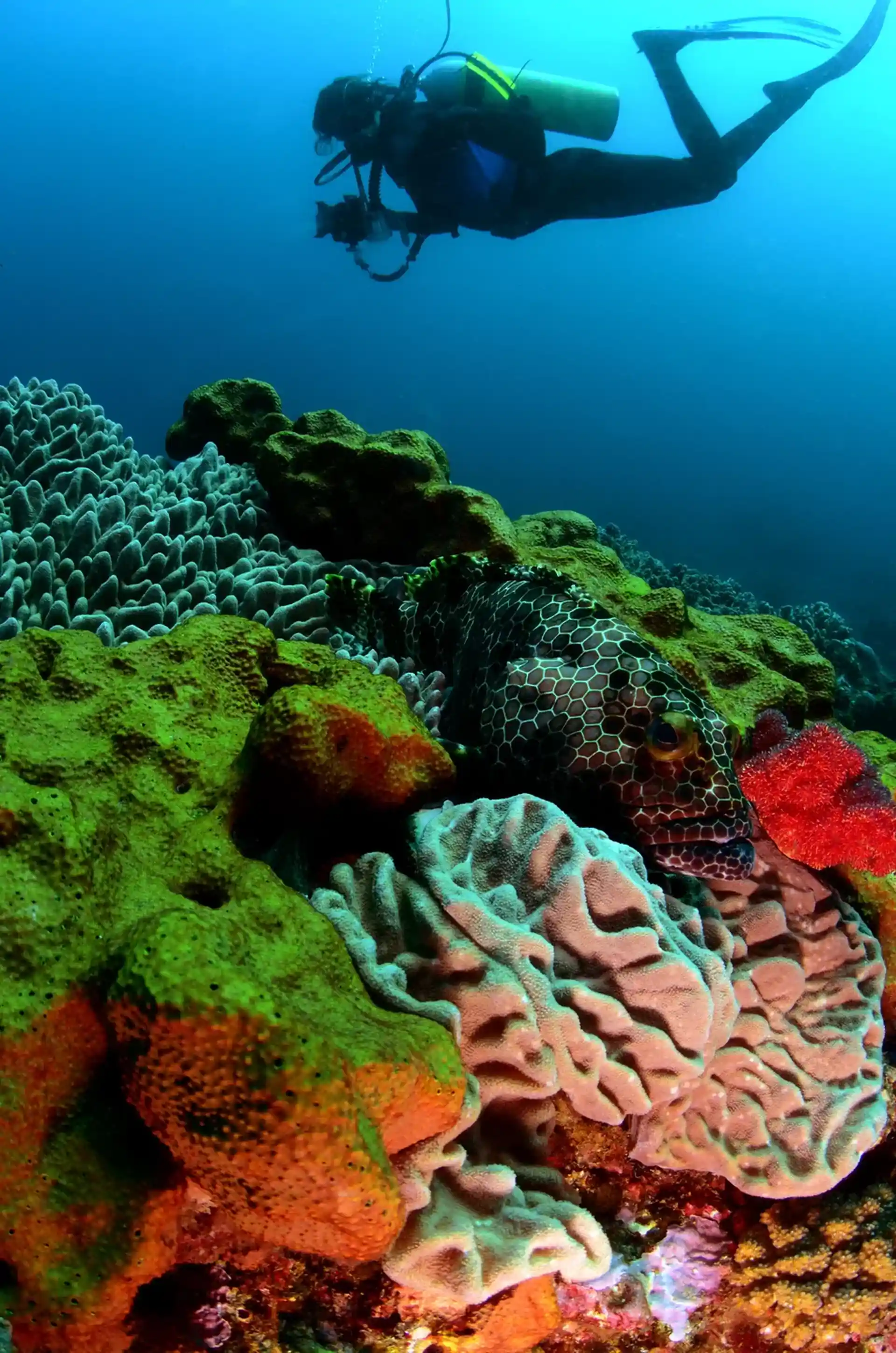 ダイビングサイトの写真