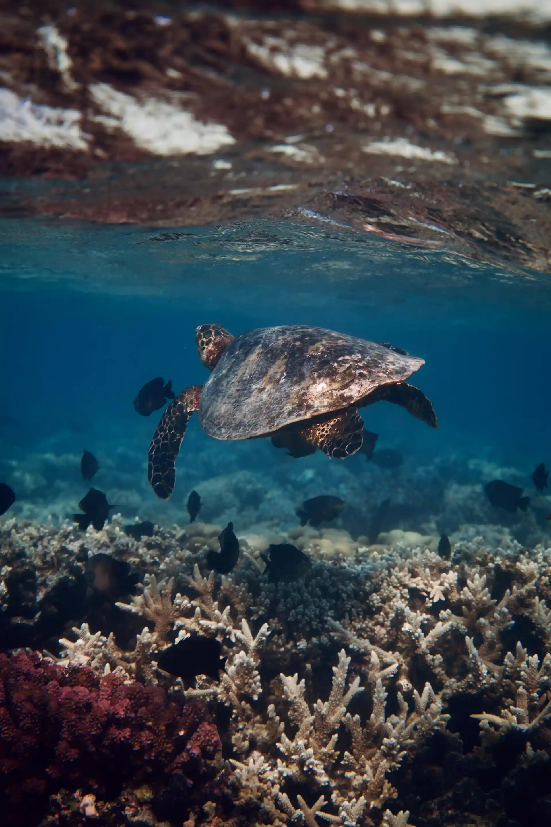 Discover local marine life.