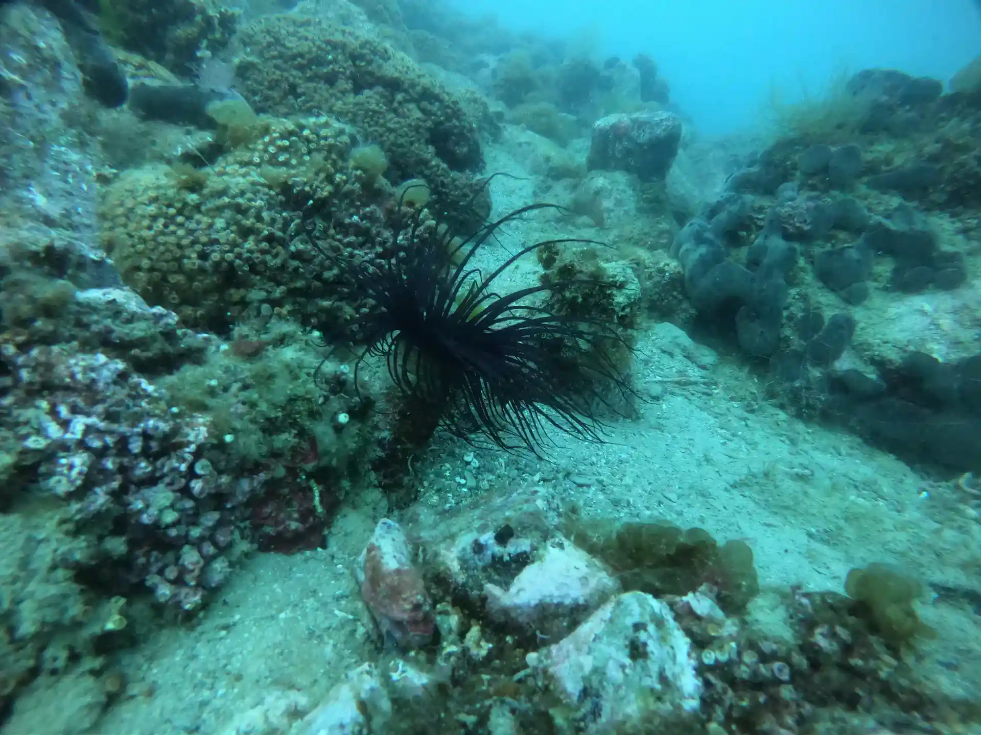 ダイビングサイトの写真