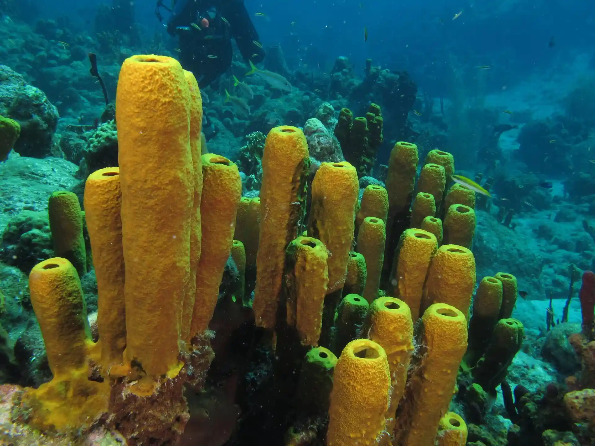 Dive site photo