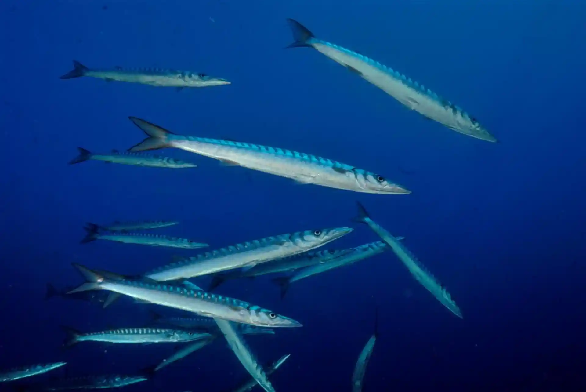 You can have a wonderful meeting with barracudas!