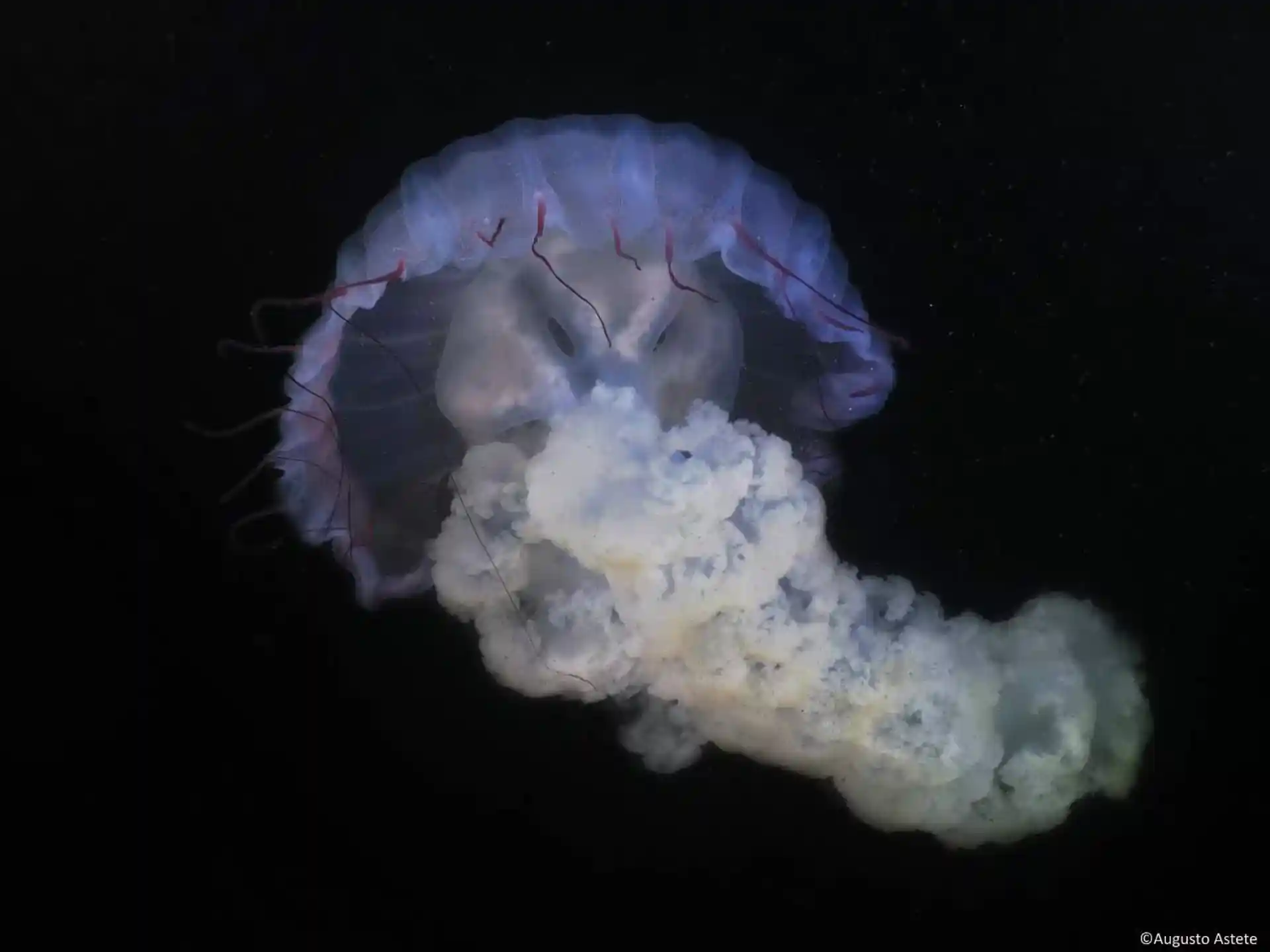 Foto del sitio de buceo