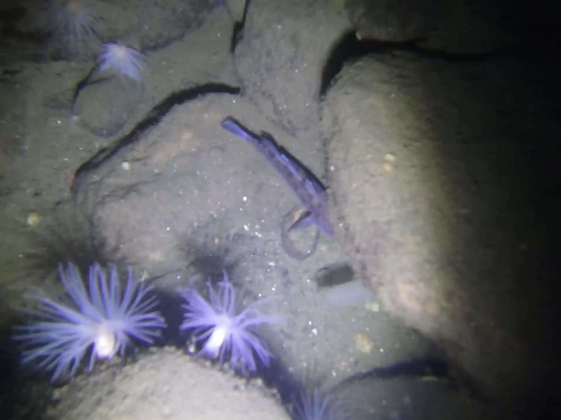 ダイビングサイトの写真