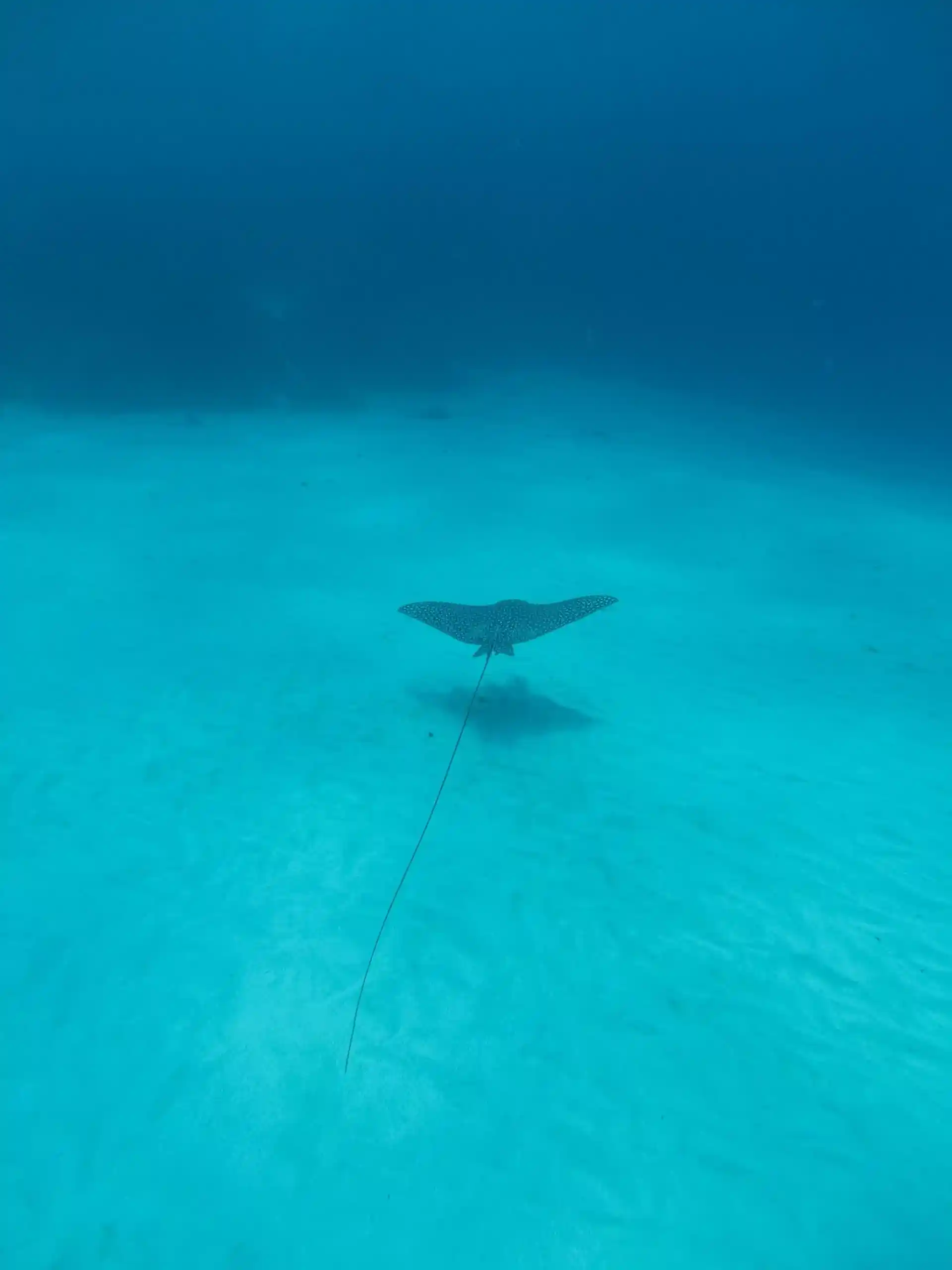 Dive site photo