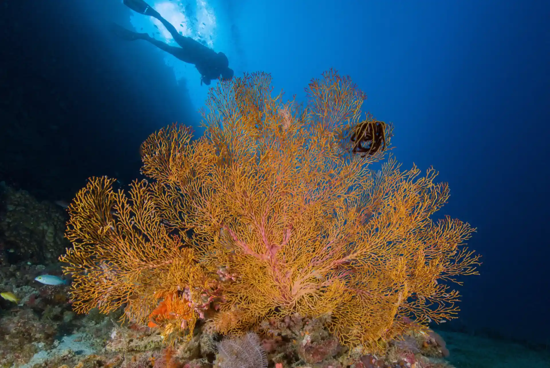 Dive site photo